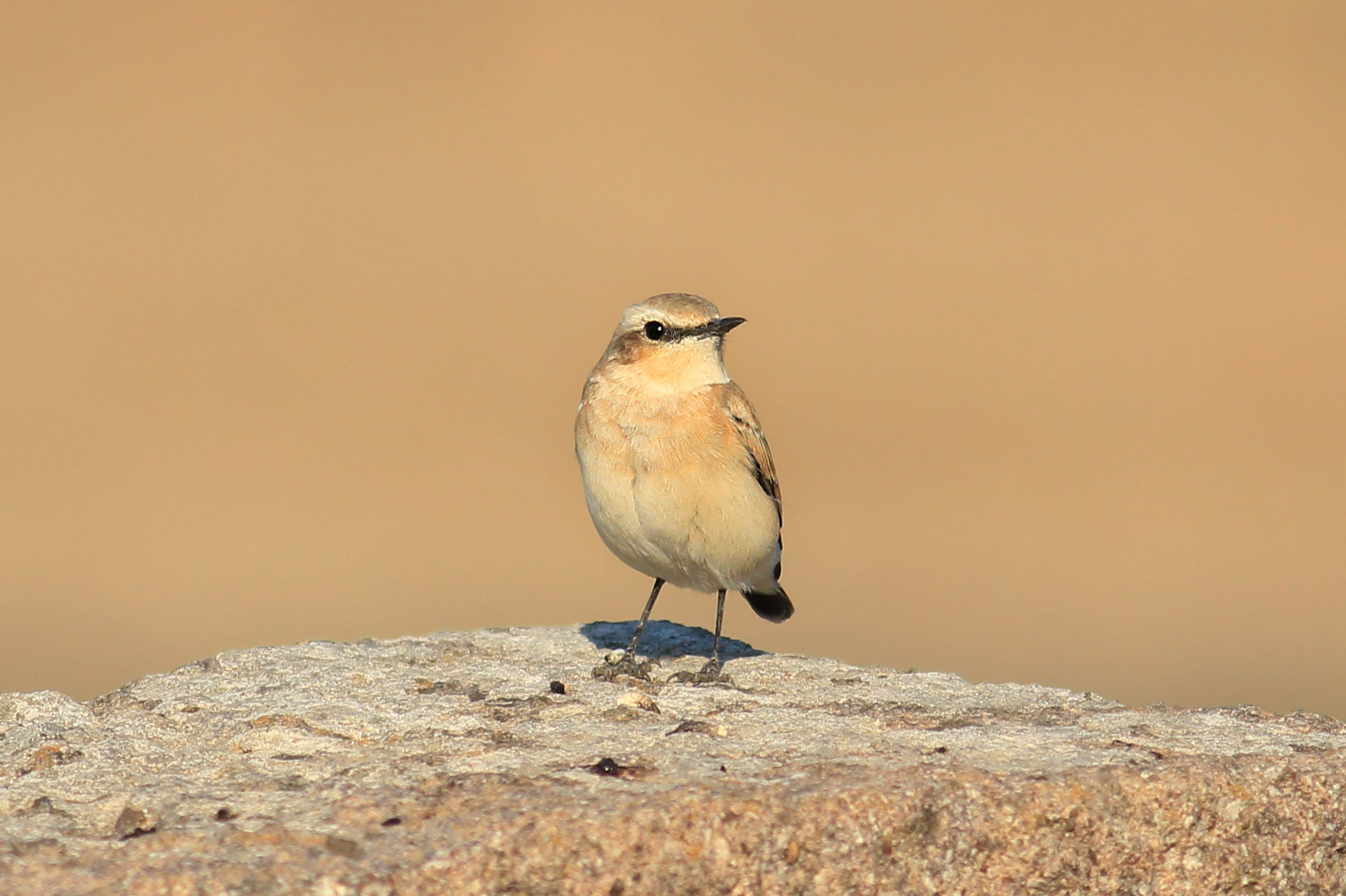 standing, perching, 2K, animal wildlife, gray wheatear, songbird, Wheatear, cute, Bird, full length, solid, animals in the wild, animal, no people, oenanthe isabellina, HD Wallpaper
