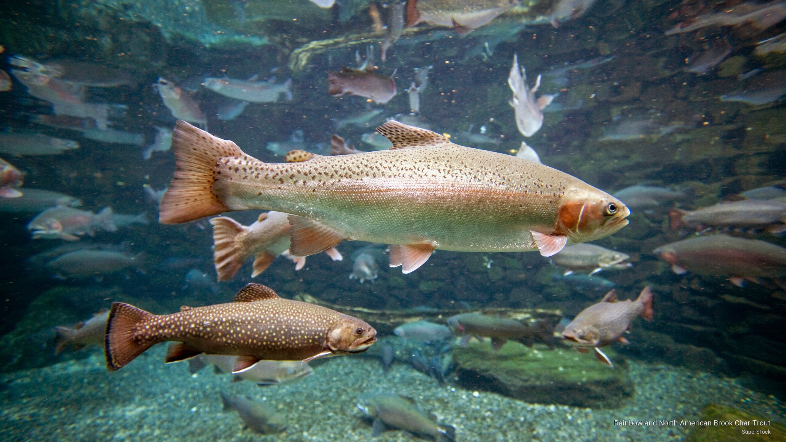 american, north, 2K, trout, char, Ocean Life, rainbow, brook, HD Wallpaper