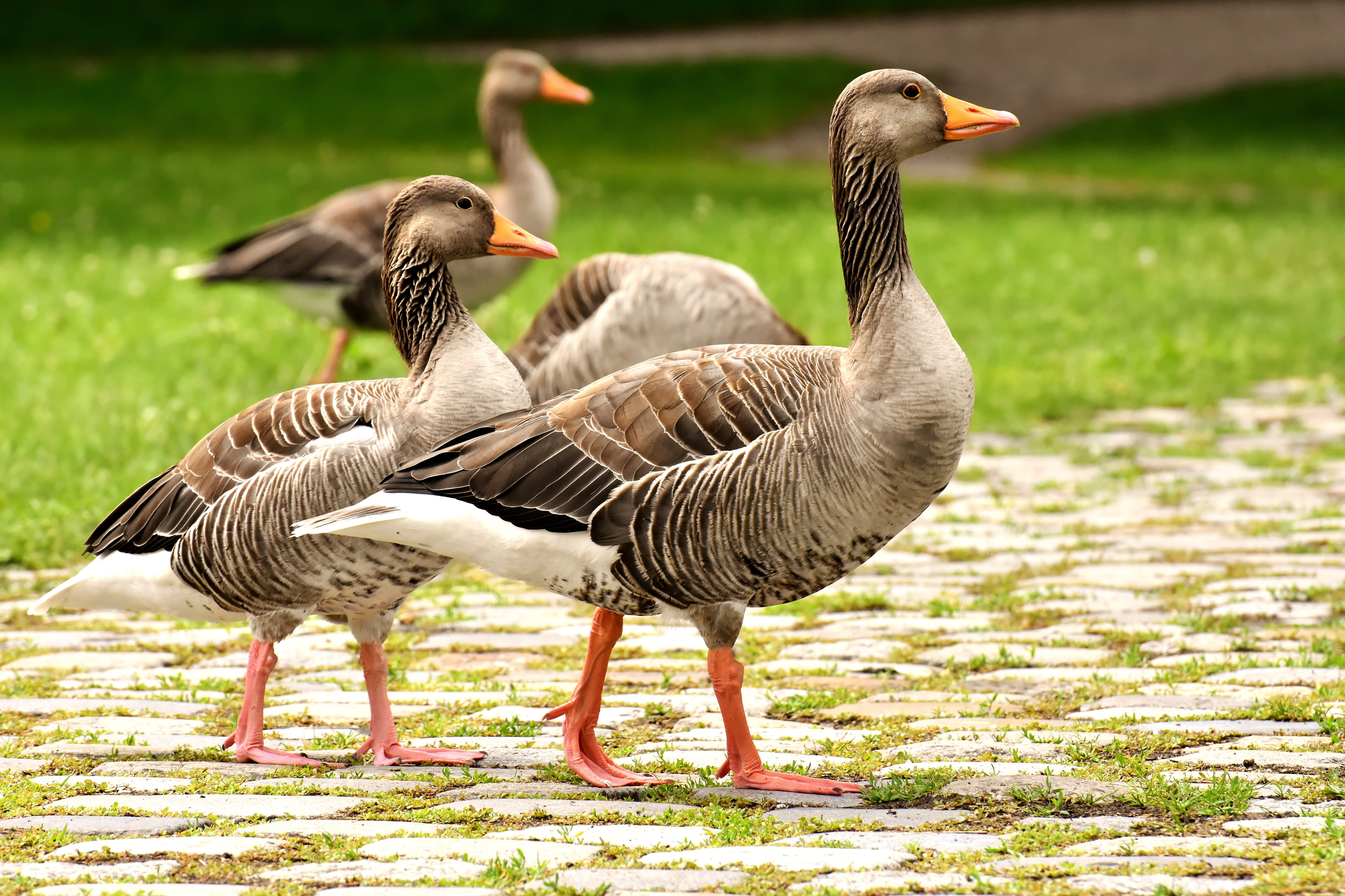 day, two animals, wild geese, nature, focus on foreground, goose-char, aquatic animals, green color, geese, group of animals, greylag goose, gosling, animal themes, HD Wallpaper