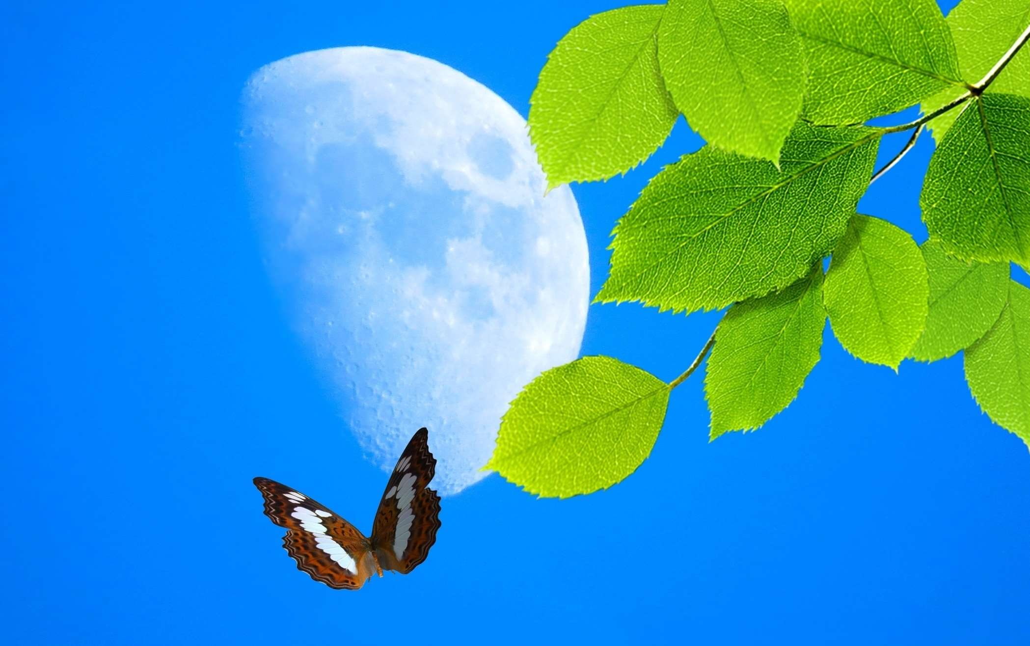 day, leaves, beauty in nature, clear sky, colored background, freshness, green, green color, lua, plant part, no people, tree, growth, folhas, borboleta, HD Wallpaper