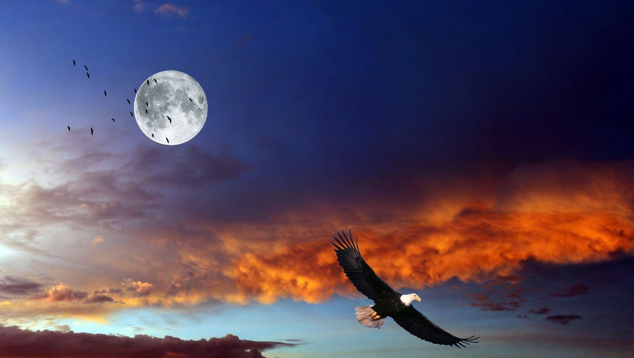 full moon, 1080P, digital composite, flying, animal themes, one animal, animals in the wild, outdoors, night, bird of prey, air vehicle, no people, animal wildlife, HD Wallpaper