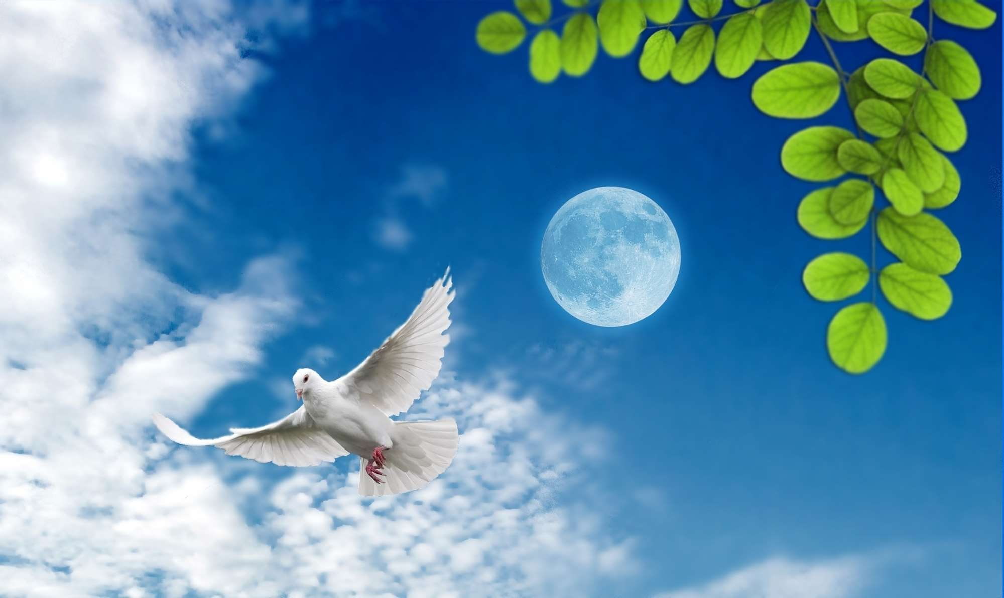 motion, green, animals in the wild, animal, flying, sky, spread wings, no people, moon, lua, clouds, folhas, vertebrate, outdoors, cloud - sky, animal wildlife, HD Wallpaper