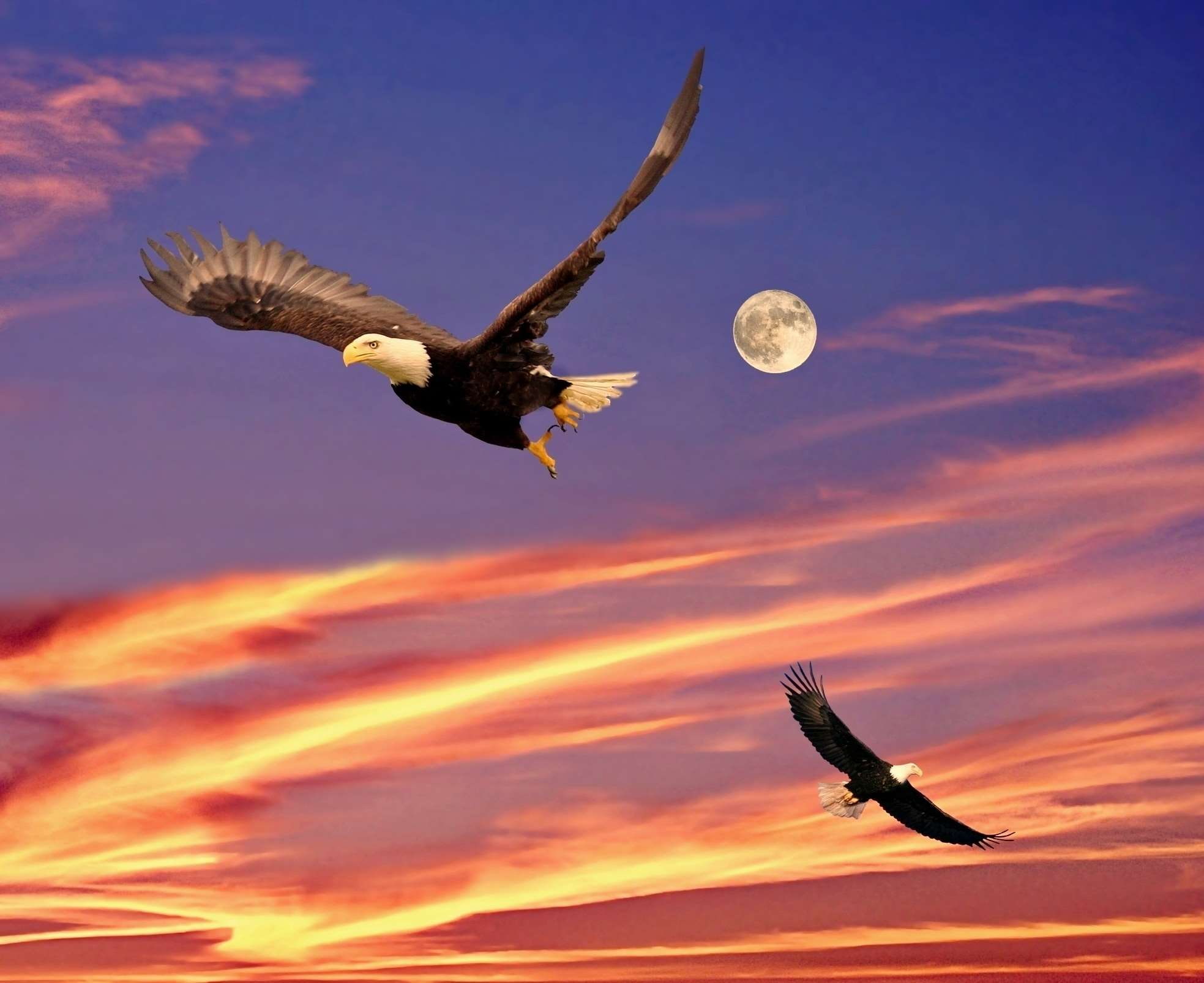 animal themes, bald eagle, ave de rapina, nature, spread wings, guias, eagle, cloud - sky, outdoors, clouds, one animal, animals in the wild, bird of prey, HD Wallpaper