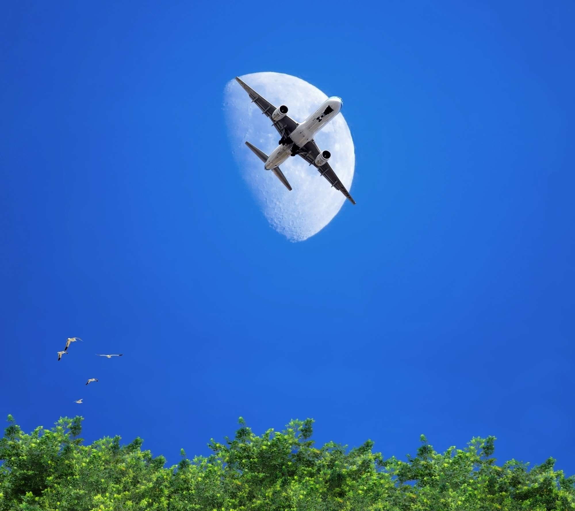 lua, clear sky, plant, sunlight, nature, day, copy space, mid-air, sunny, bird, mode of transportation, airplane, outdoors, tree, blue, low angle view, HD Wallpaper