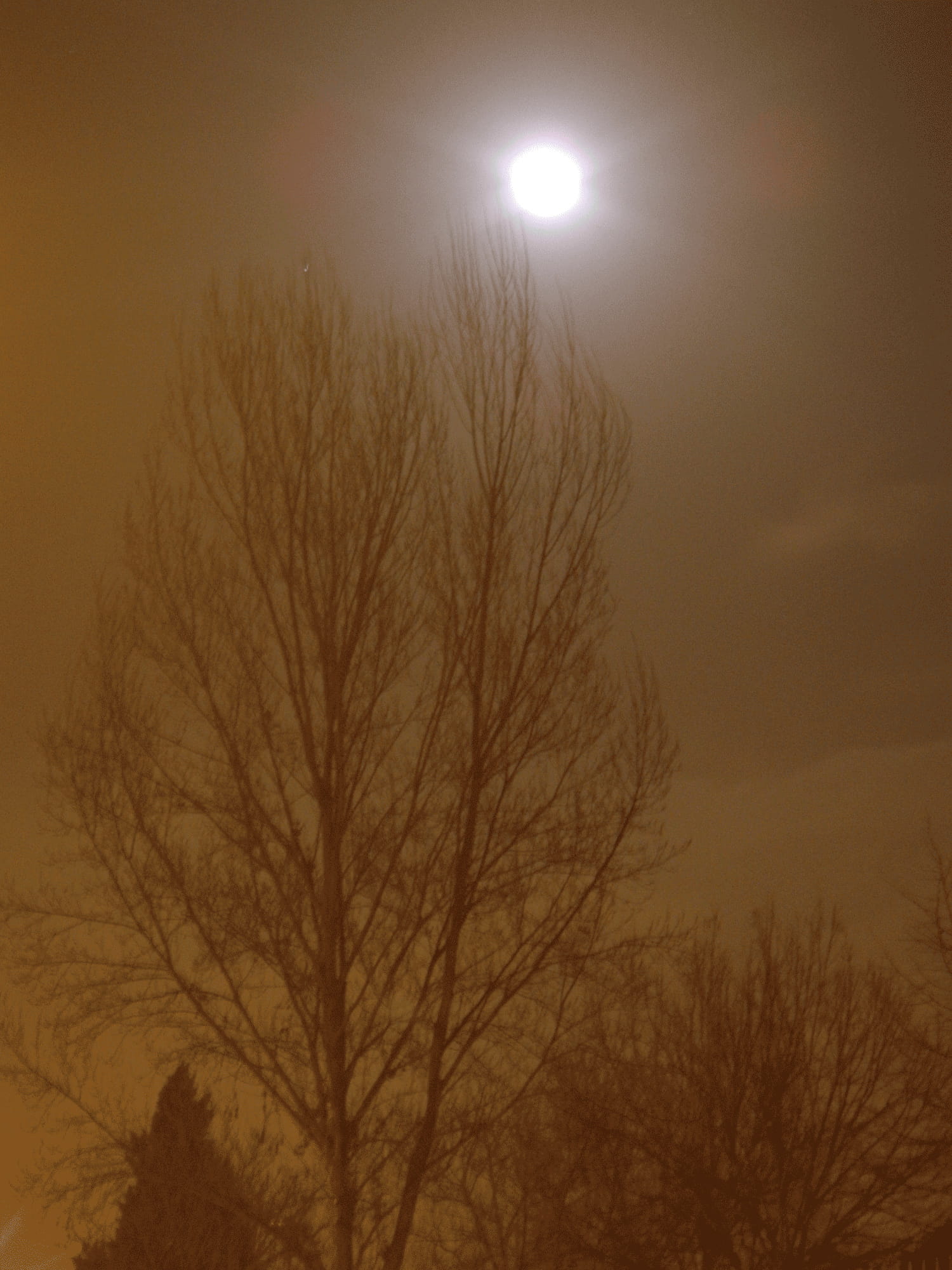 tranquil scene, moonlight, coimbra, noite, scenics - nature, space, outdoors, plant, tranquility, sky, moon, branch, lua, tree, portugal, beauty in nature, Phone HD Wallpaper