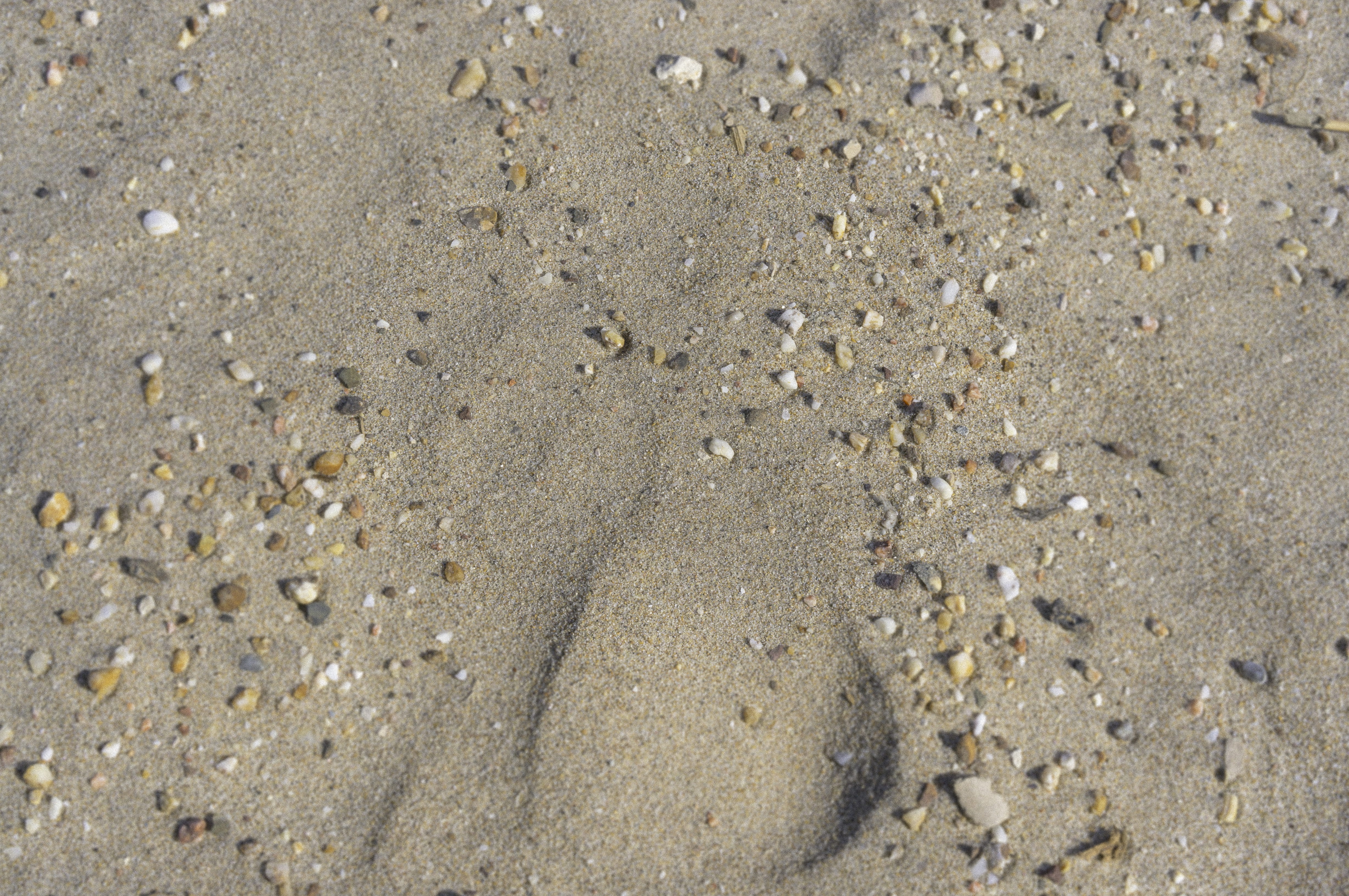 caparica, land, costa da caparica, praia do dragão vermelho, marine, ocean, nature, paw print, stone, 4K, high angle view, backgrounds, animal wildlife, HD Wallpaper