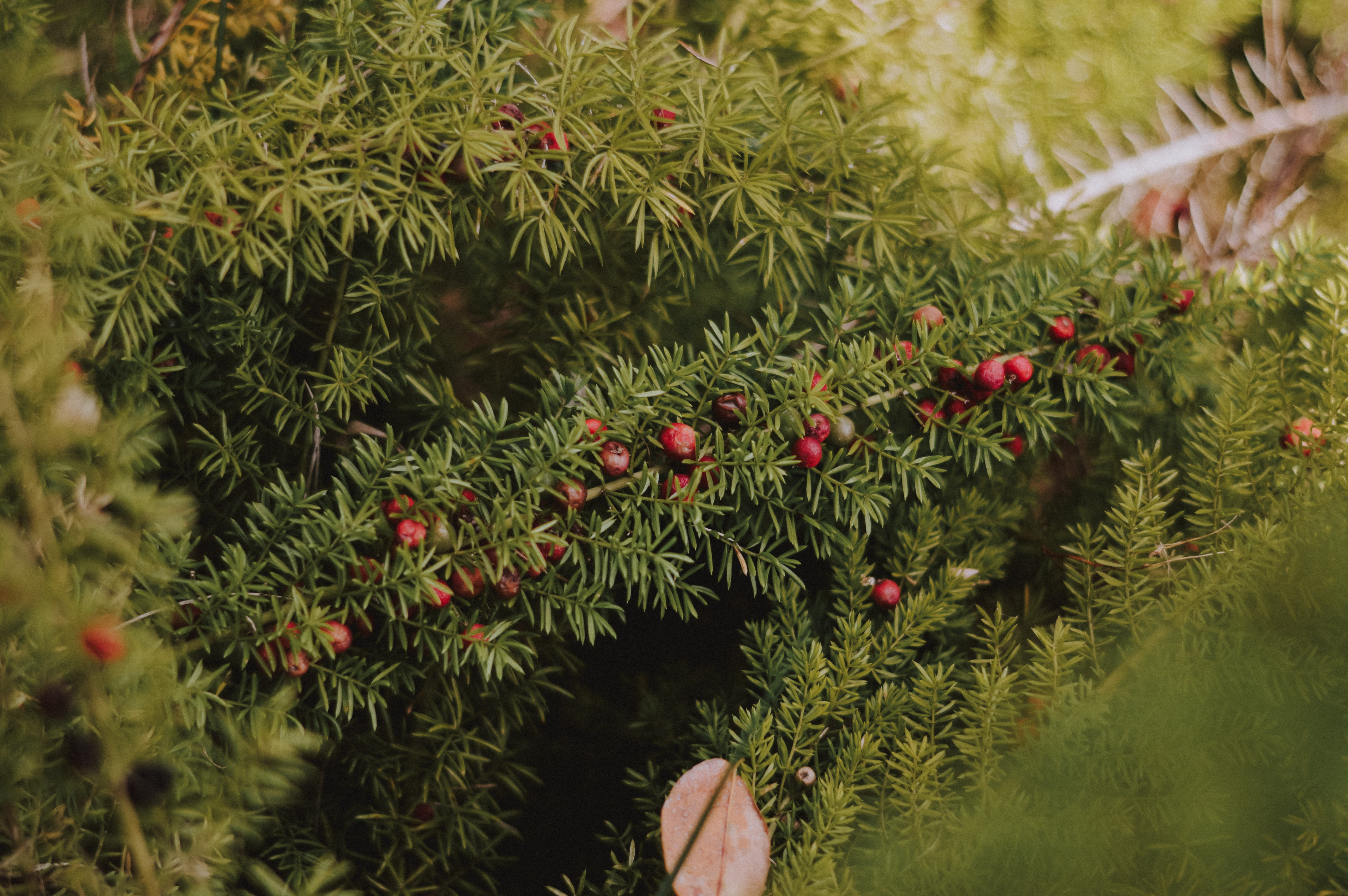 campinas, plant, growth, one person, human body part, frutas, vermelho, plants, branch, pine tree, green color, human hand, nature, trees, finger, outdoors, HD Wallpaper
