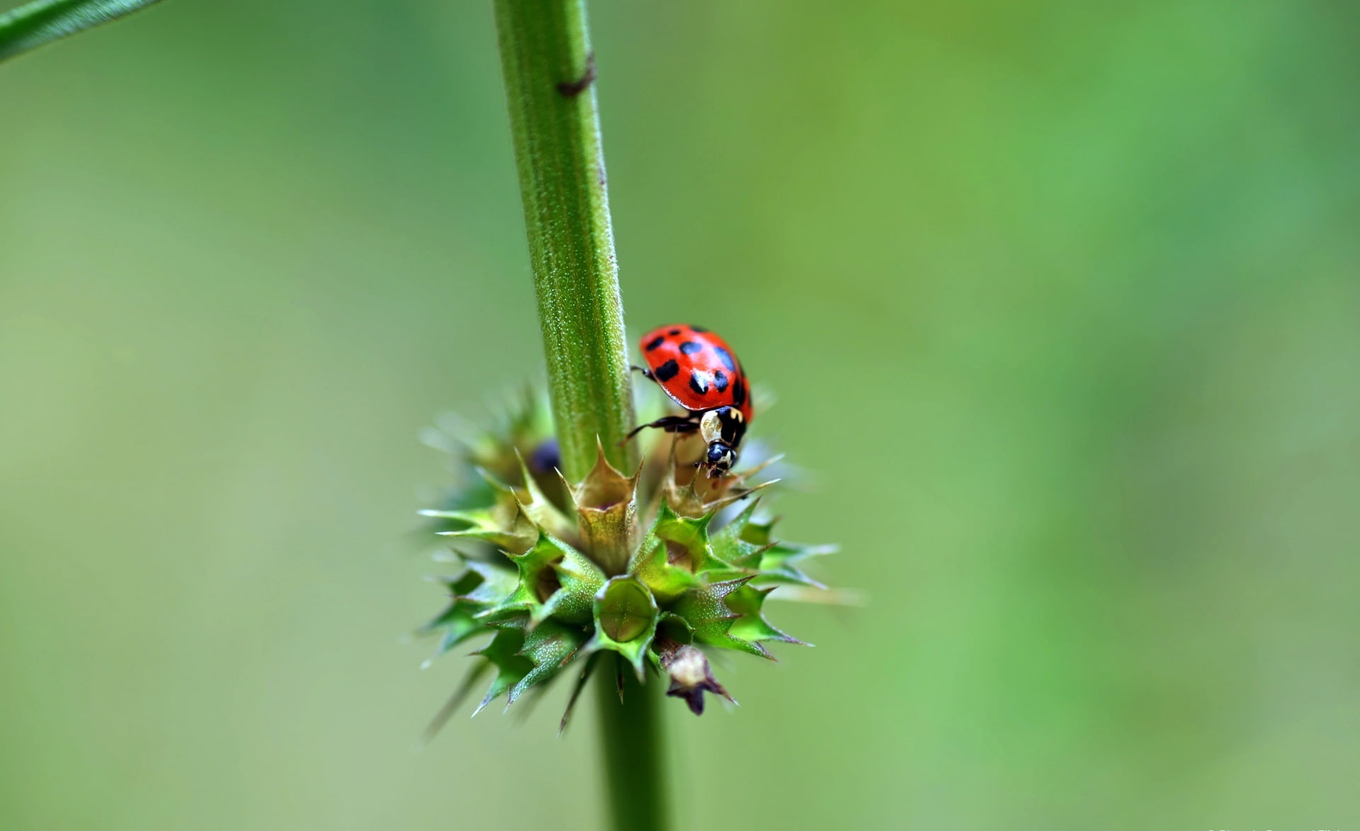 green color, vermelho, invertebrate, animal themes, ladybug, insetofolha, beauty in nature, close-up, animal wildlife, beetle, no people, focus on foreground, HD Wallpaper