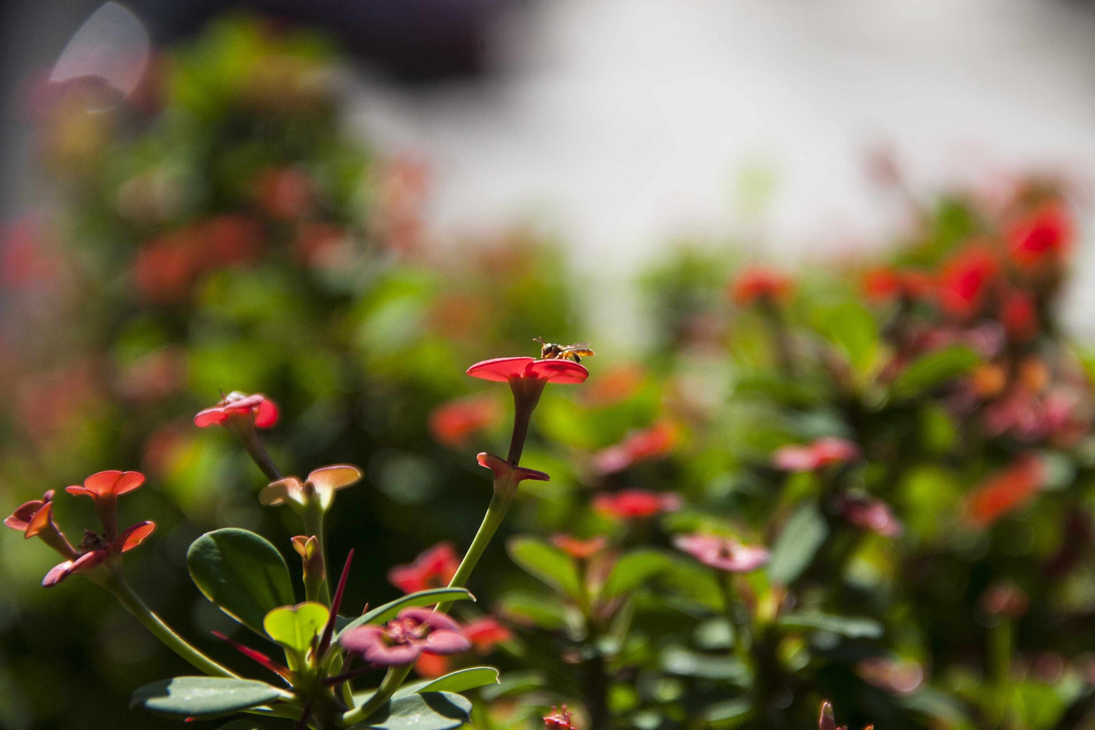 jardim, brazil, flores, inflorescence, vermelho, natureza, abelha, beauty in nature, day, fragility, polinização, eco, selective focus, freshness, flor, HD Wallpaper
