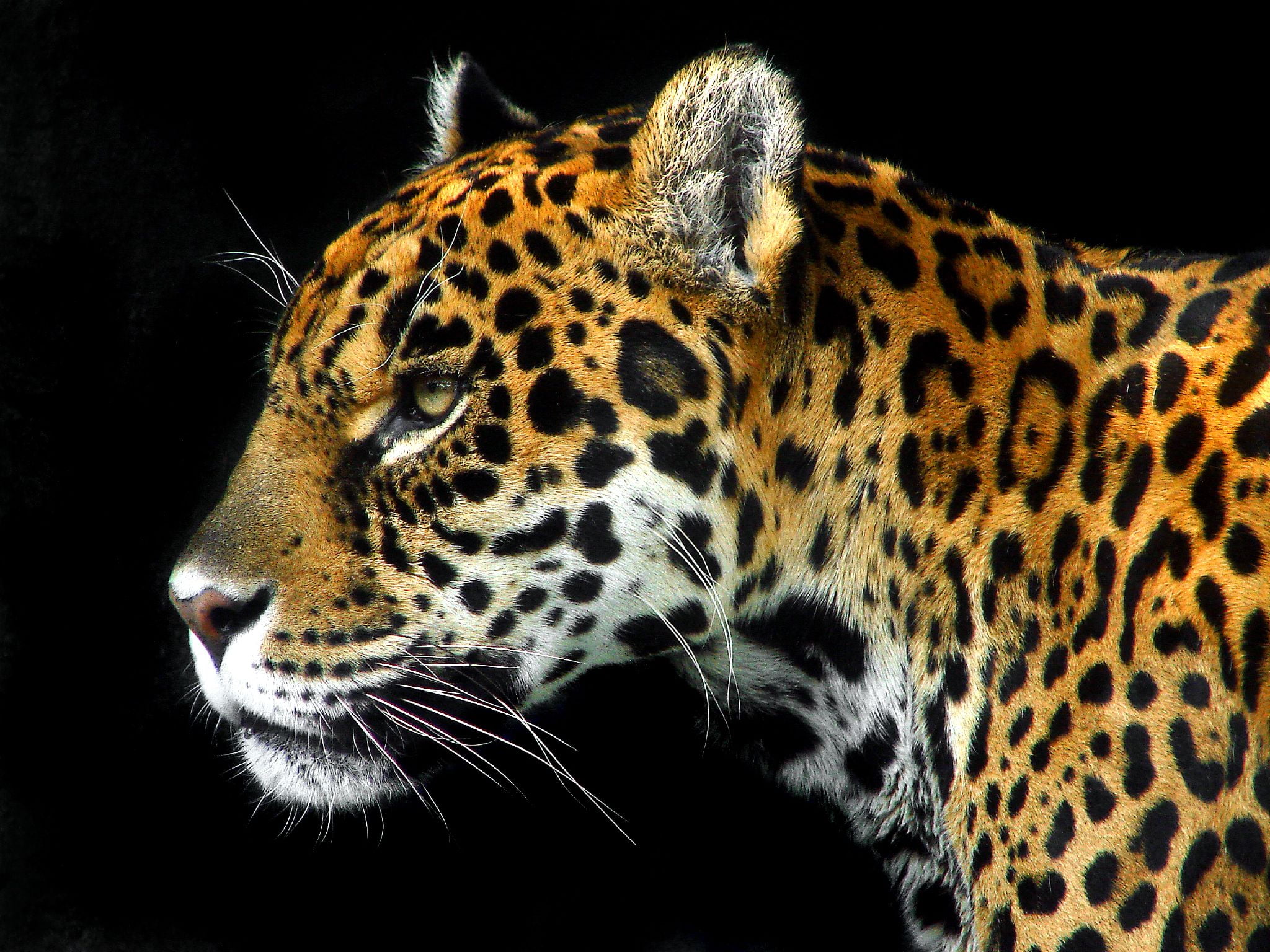 Panthera onca, باغ, album, சிச, panthera, גן, zoo, animals In The Wild, حيو, ONE, Estrellas, undomesticated Cat, africa, love, Felinae, குக, big Cat, парк, HD Wallpaper