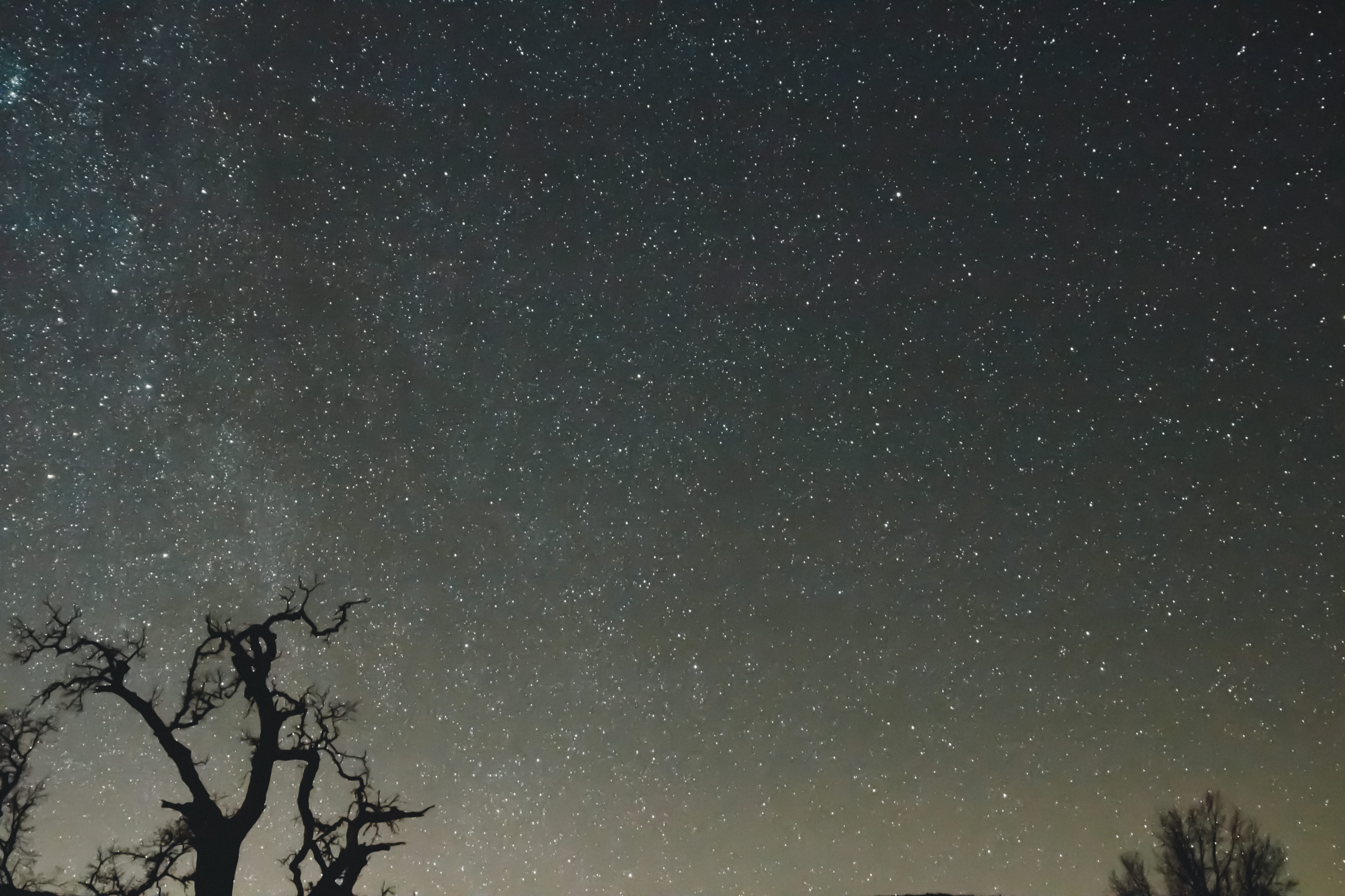 tree, estrella, star - space, beauty in nature, astronomy, star, tranquility, infinity, branch, starry, silhouette, science, 4K, celestial, plant, bare tree, HD Wallpaper