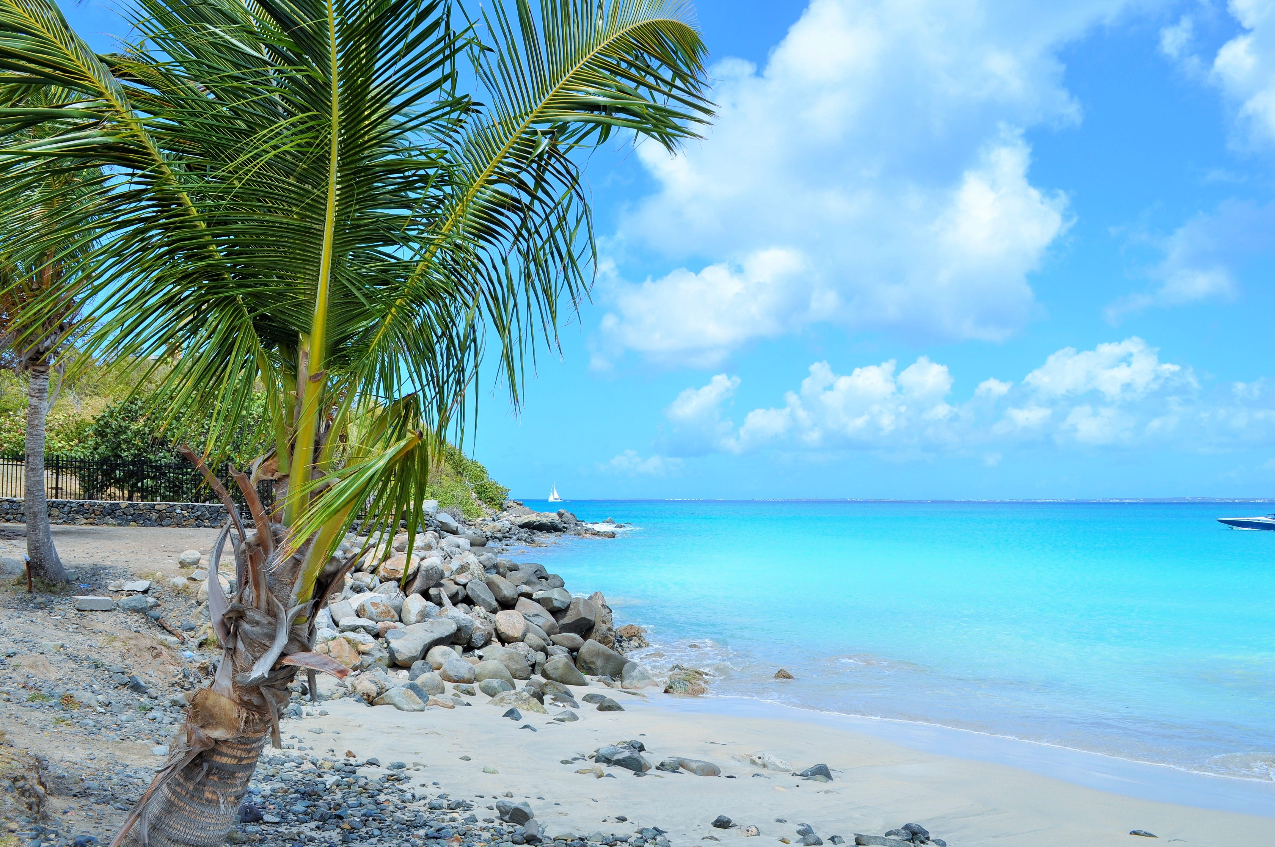 beach, cloud - sky, beauty in nature, scenics - nature, coconut, tropical, 4K, caribbean, tropical climate, caribbean sea, sun, green, holiday, palm leaf, HD Wallpaper