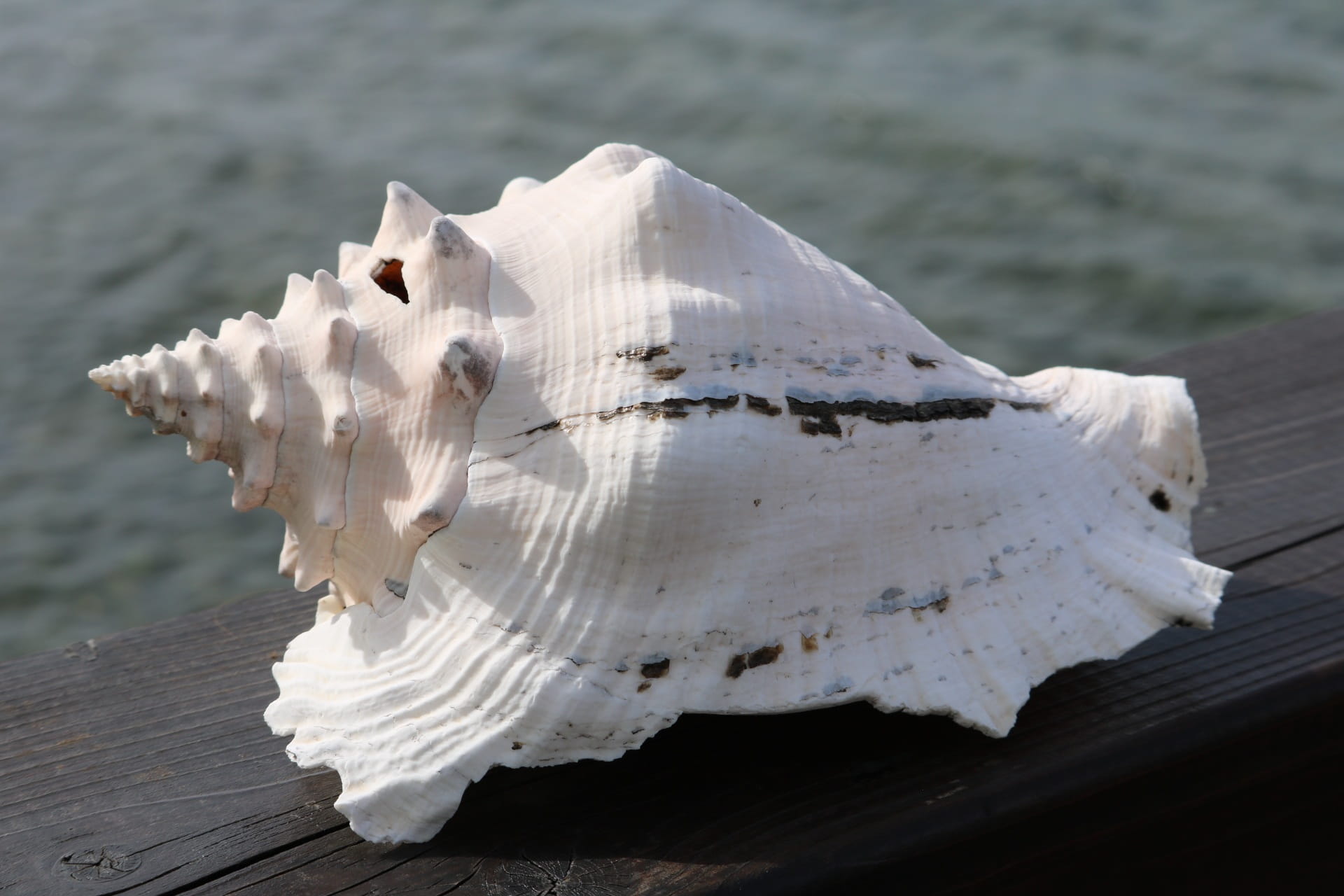 ocean, sunlight, one animal, body of water, still life, focus on foreground, water, wood - material, shell, marine, close-up, nature, side, hull, animals in the wild, HD Wallpaper