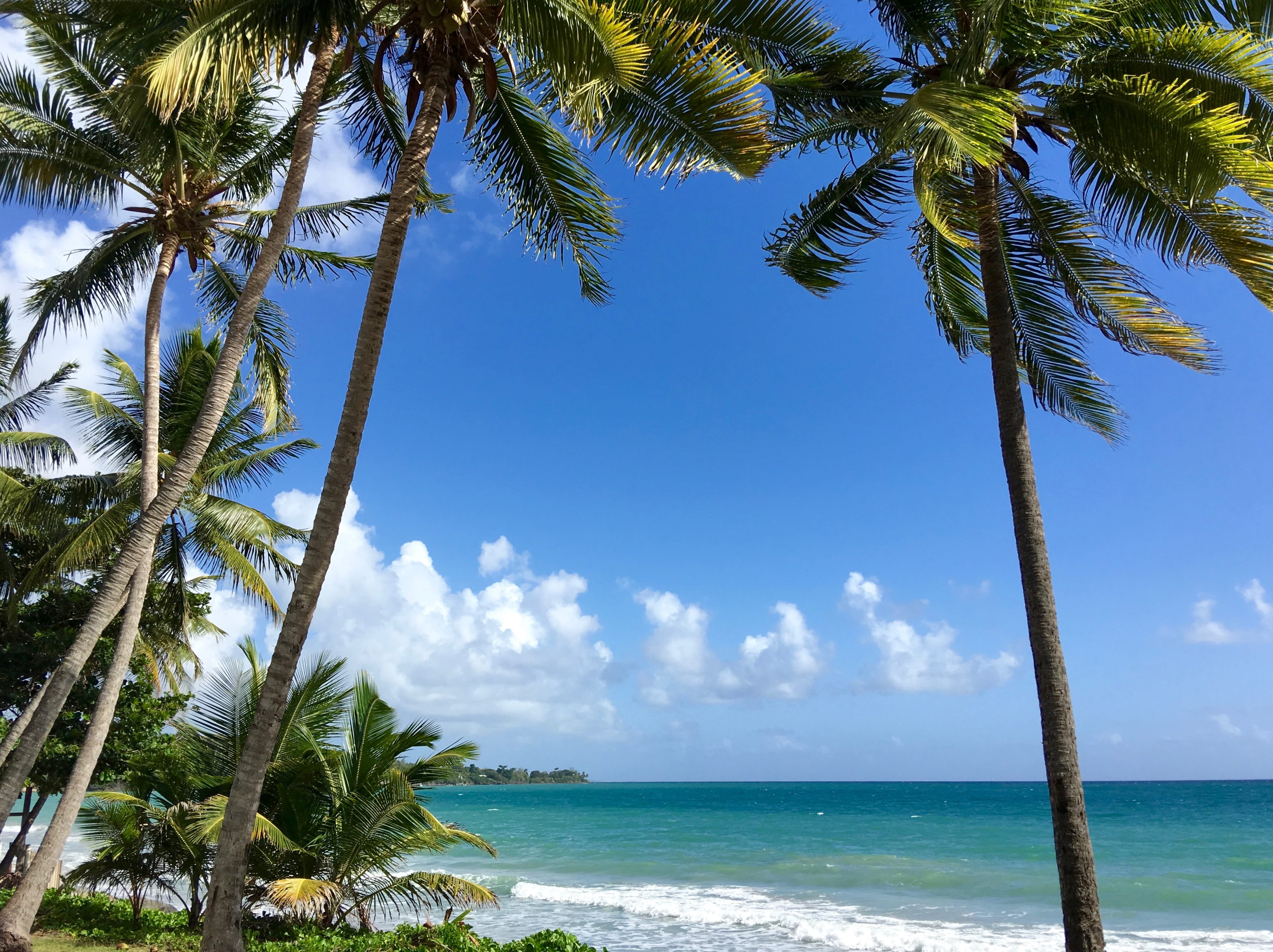 horizon over water, 2K, land, no people, tree, sea, sky, tranquility, Trees, beauty in nature, day, outdoors, tranquil scene, palm leaf, water, beach, HD Wallpaper