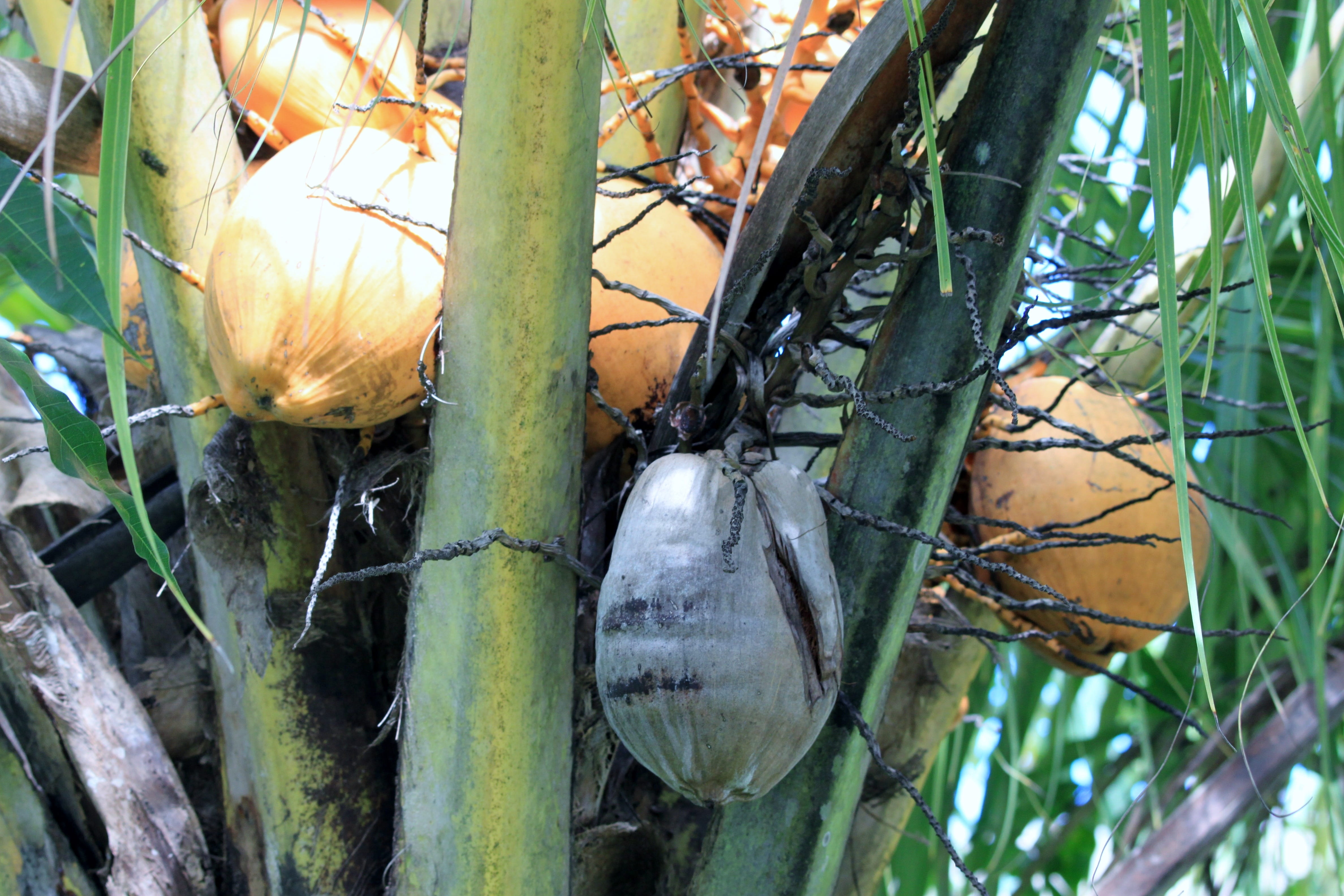 plant, Nature, 4K, tree, Coconut, fruit, close-up, focus on foreground, hanging, leaf, daytime, Islands, orange, growth, food and drink, ripe, Martinique, HD Wallpaper