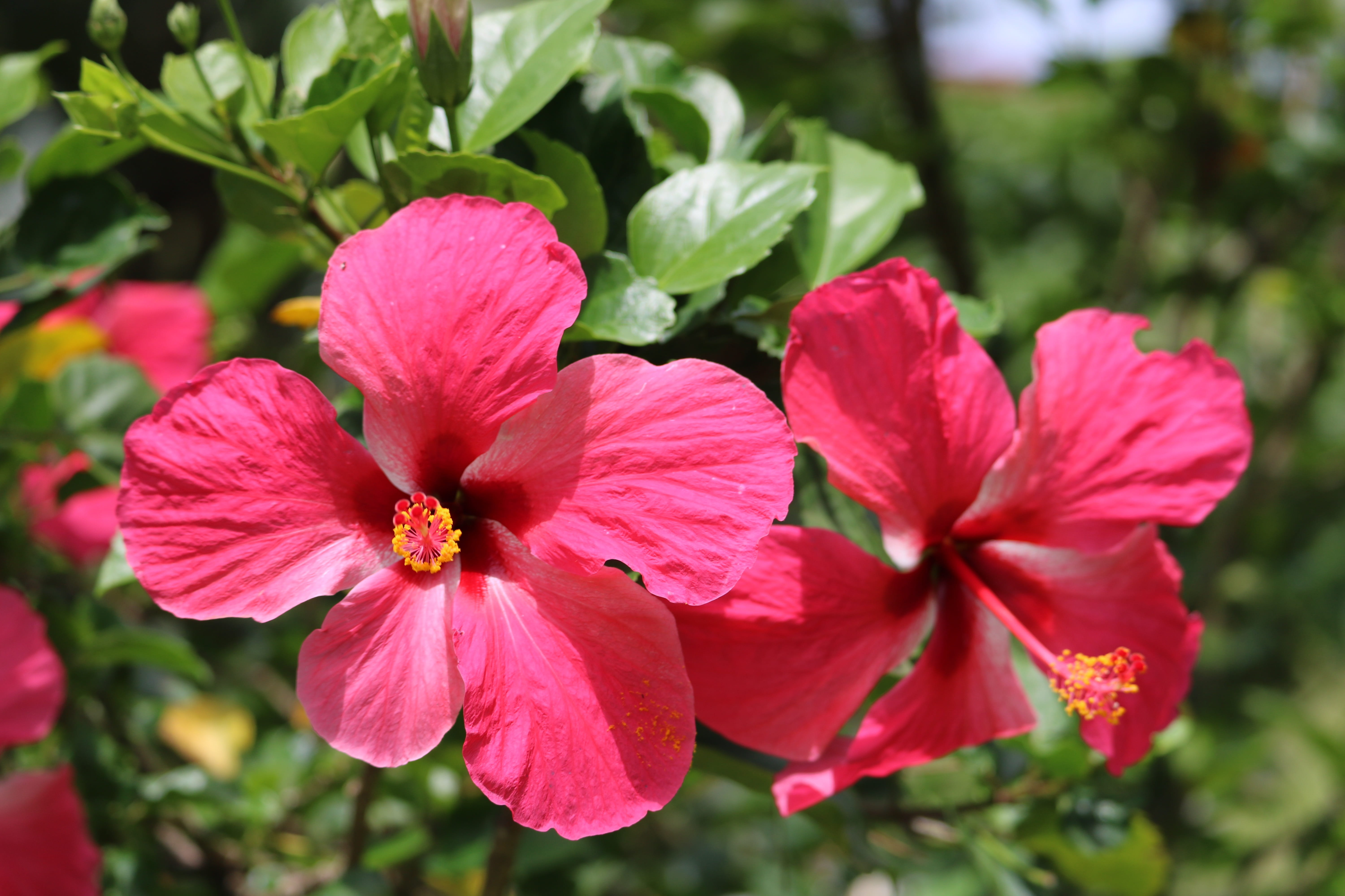 west indies, flowering plant, plant part, day, outdoors, fragility, plant, focus on foreground, hibiscus, martinique, red, vulnerability, flower, tropical, HD Wallpaper