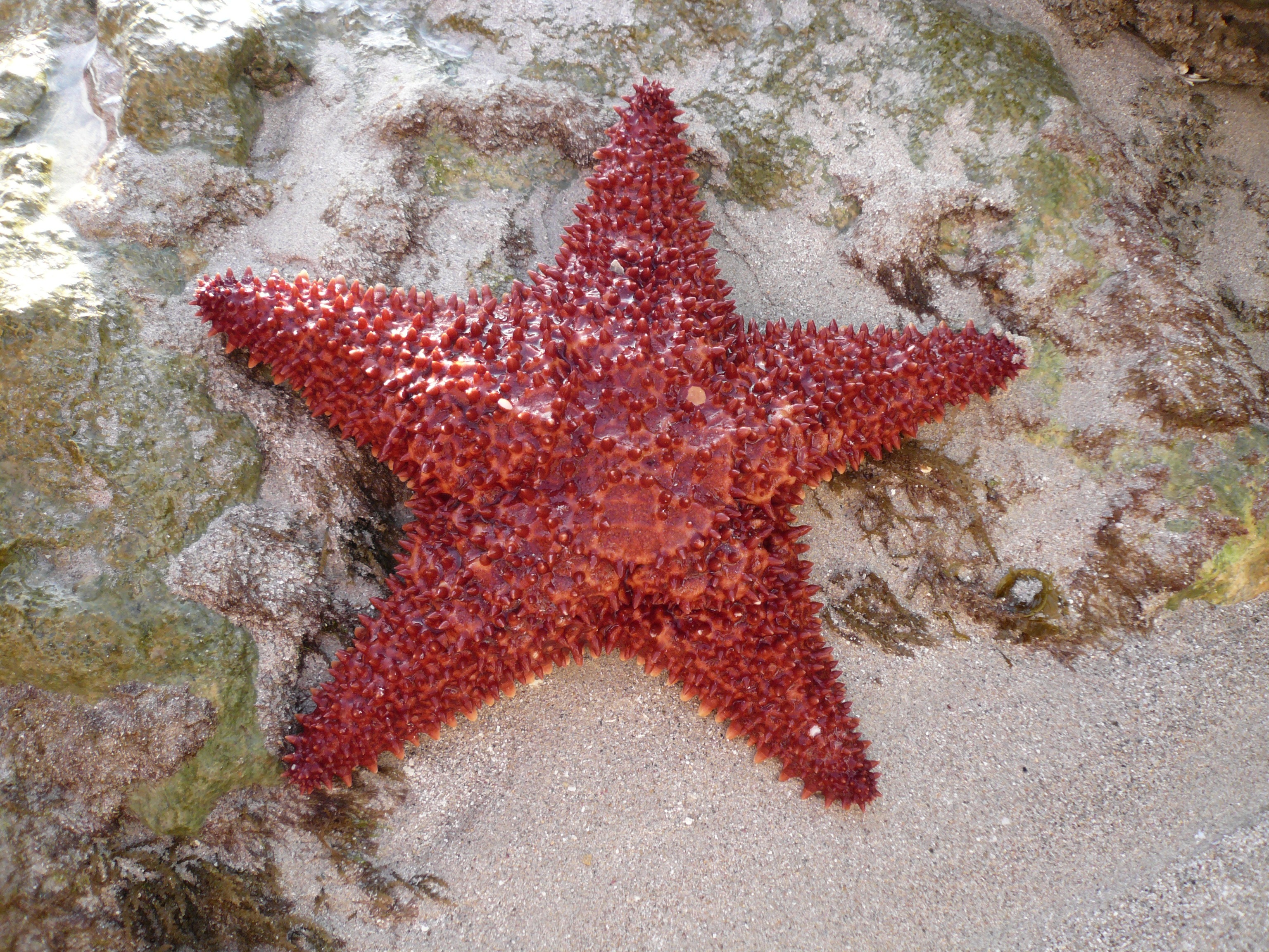 one animal, star shape, caribbean, star, sea star, island, undersea, animals in the wild, fish, animal themes, land, marine, nature, high angle view, underwater, HD Wallpaper