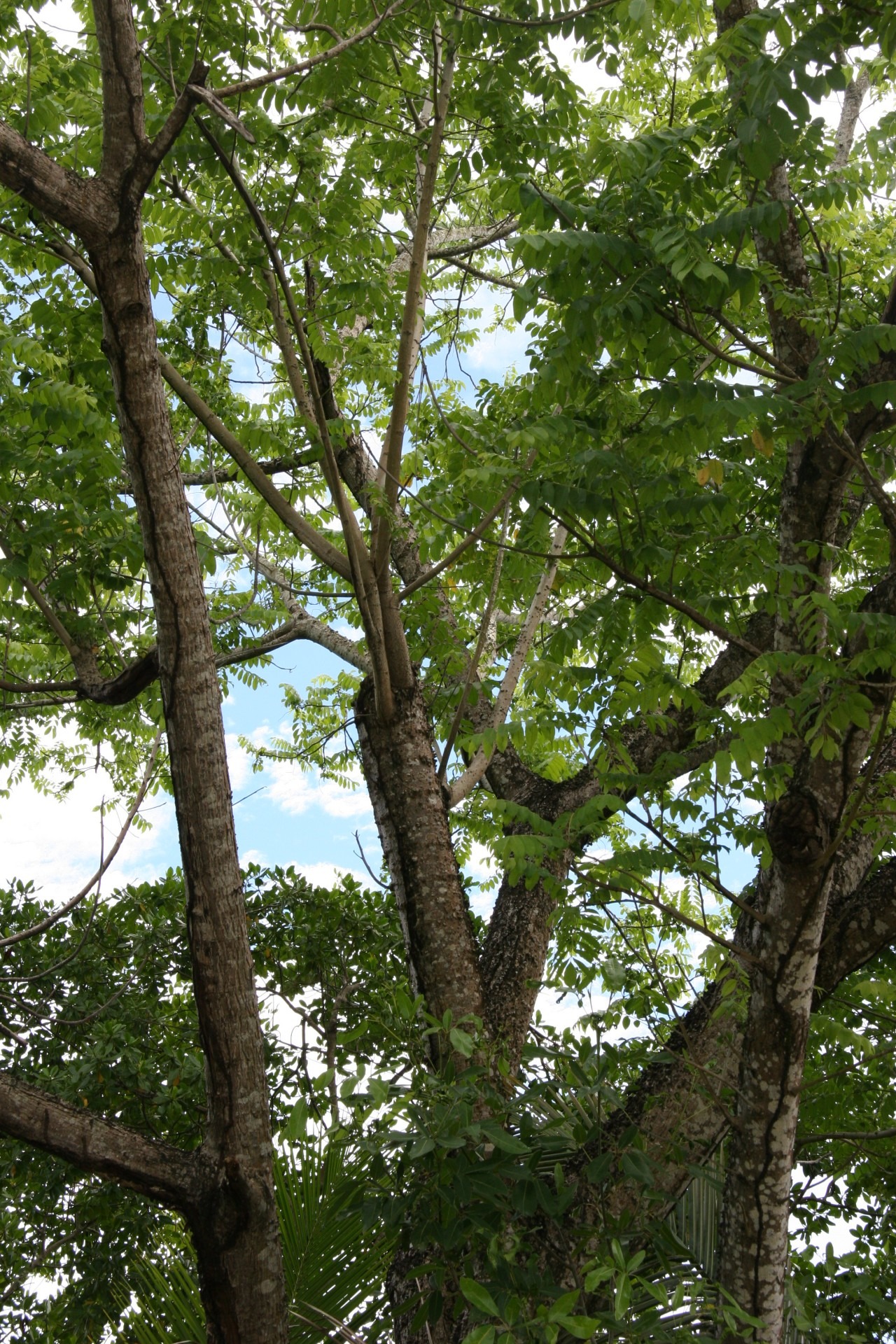 tree canopy, outdoors, sky, day, martinique, clear sky, tranquility, growth, nature, lush foliage, trunk, leaves, land, no people, plant, tree trunk, low angle view, Phone HD Wallpaper