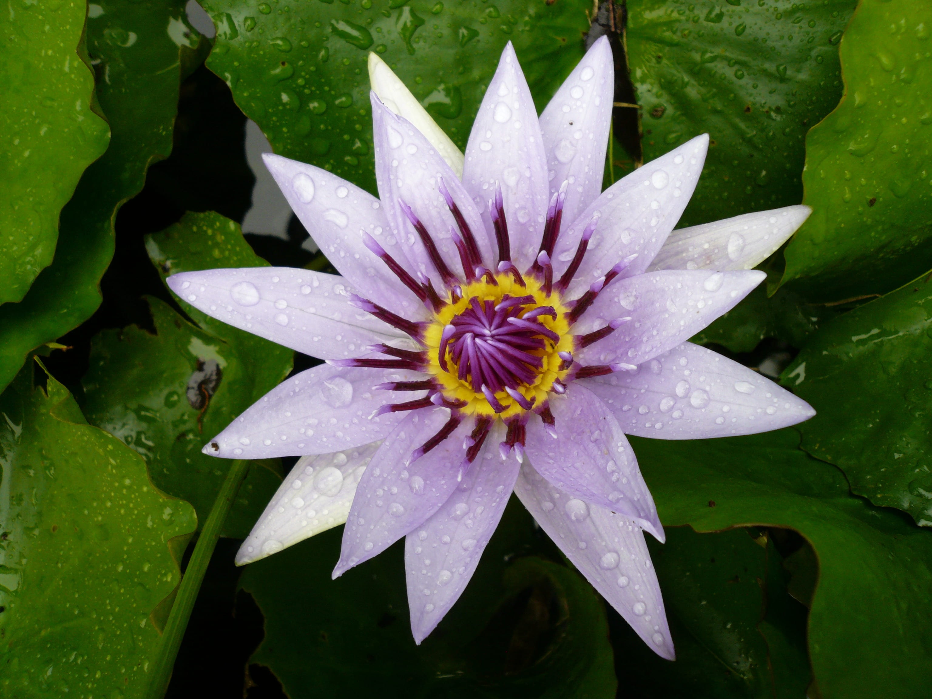 close-up, inflorescence, vulnerability, petal, water lily, flowering plant, floating on water, white, pond, martinique, rainy season, dew, outdoors, purple, HD Wallpaper