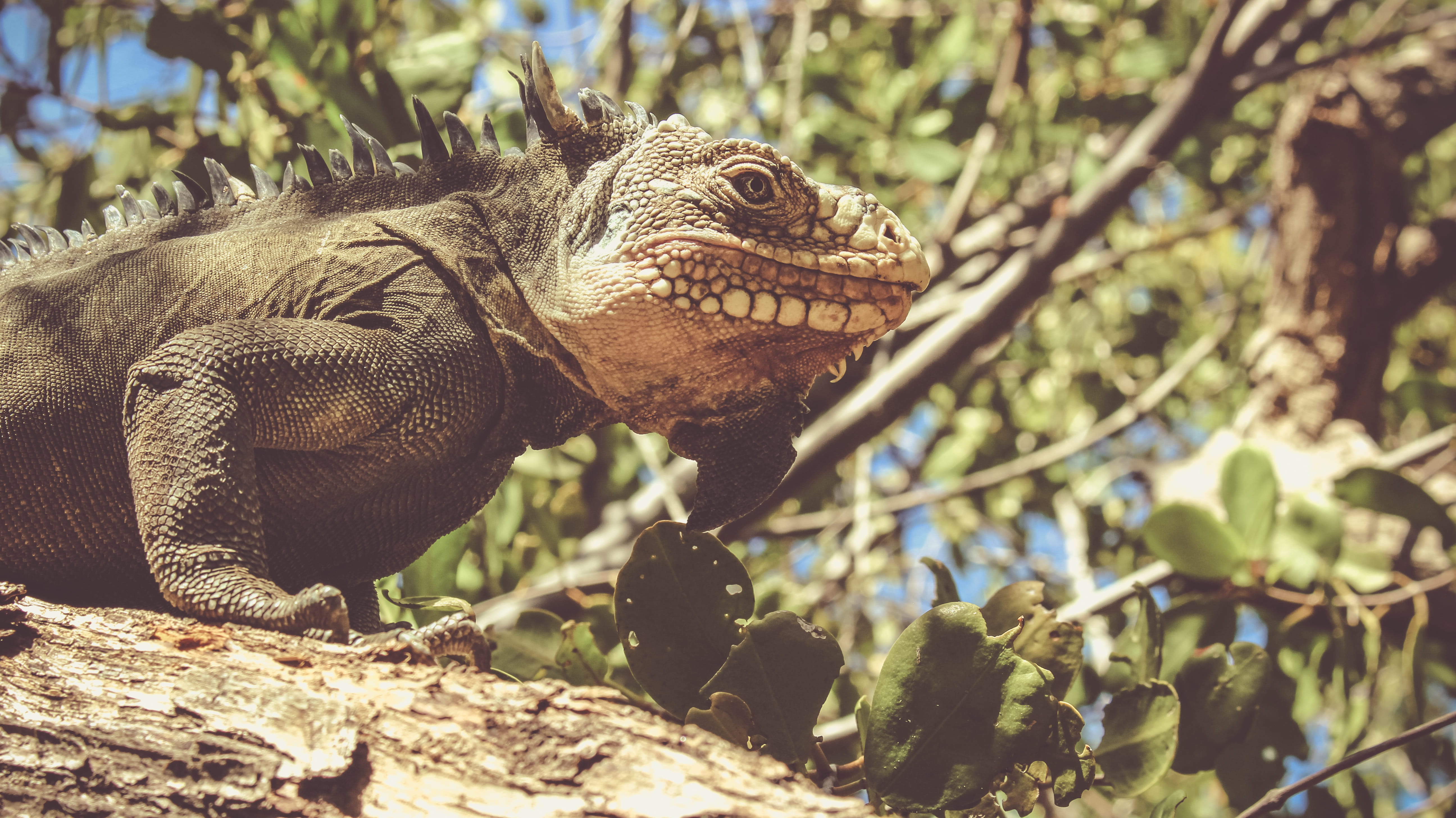animals in the wild, branch, brown, 5K, animal body part, dinosaur, vegetation, one animal, zoo, no people, animal, martinique, vertebrate, animal scale, HD Wallpaper