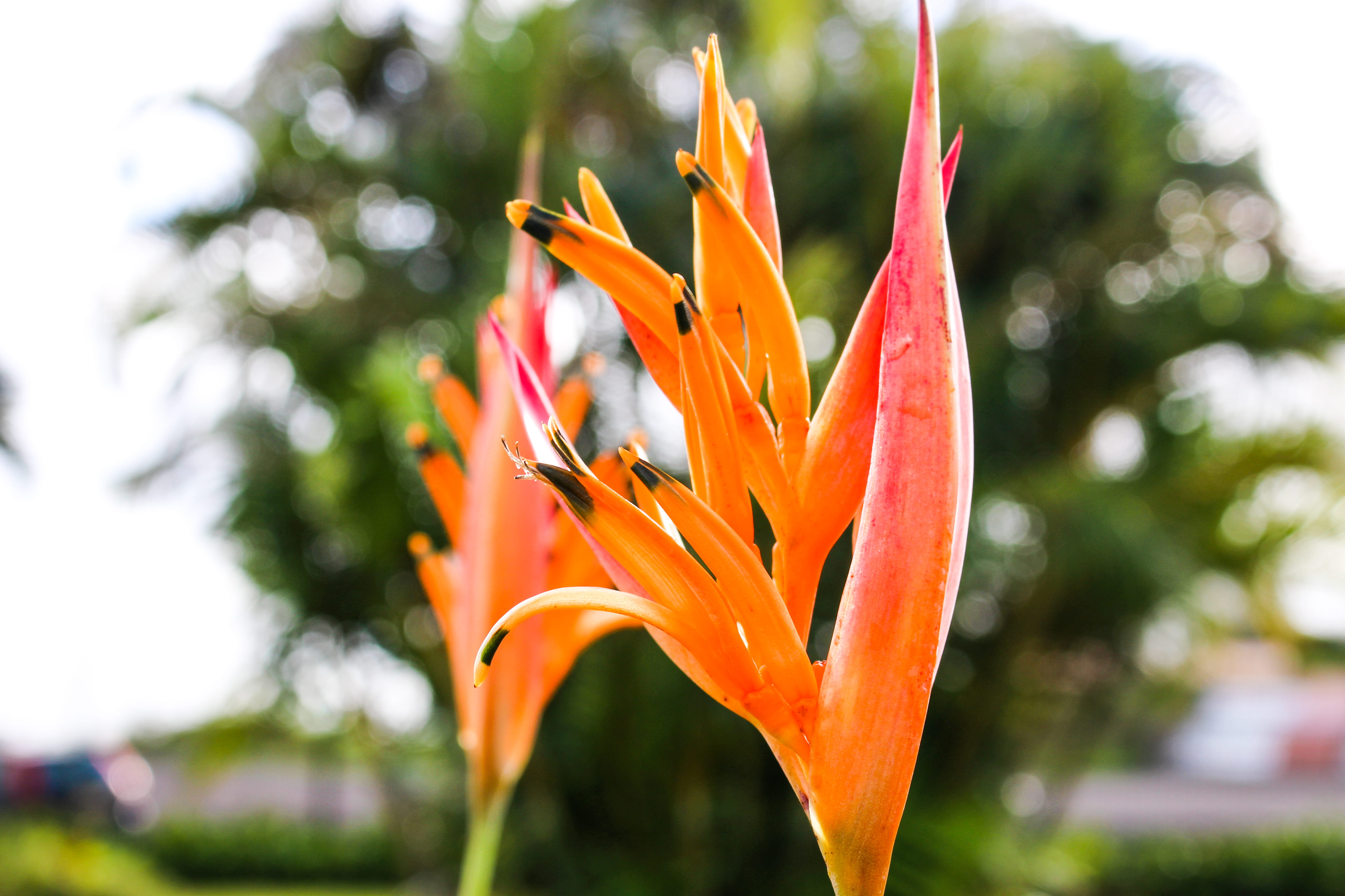 tree trunk, growth, anther, no people, flower, plant, beauty in nature, outdoors, bird of paradise - plant, tree, fragility, orange color, flowering plant, HD Wallpaper