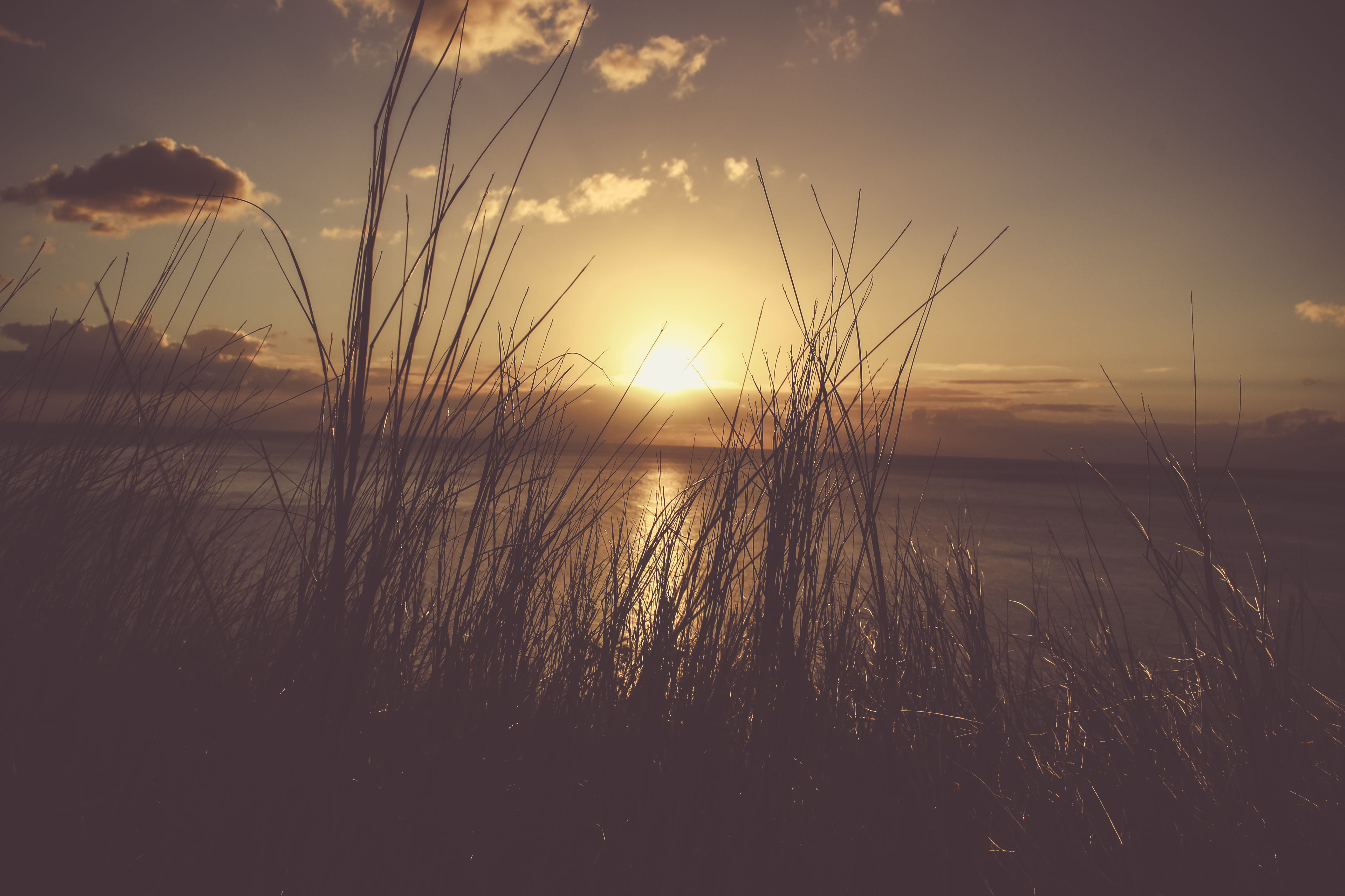 sunset, scenery, cloud - sky, 5K, tranquility, water, sunrise, sun, vegetation, lawn, dusk, red sky, growth, orange color, sky, martinique, grassland, HD Wallpaper