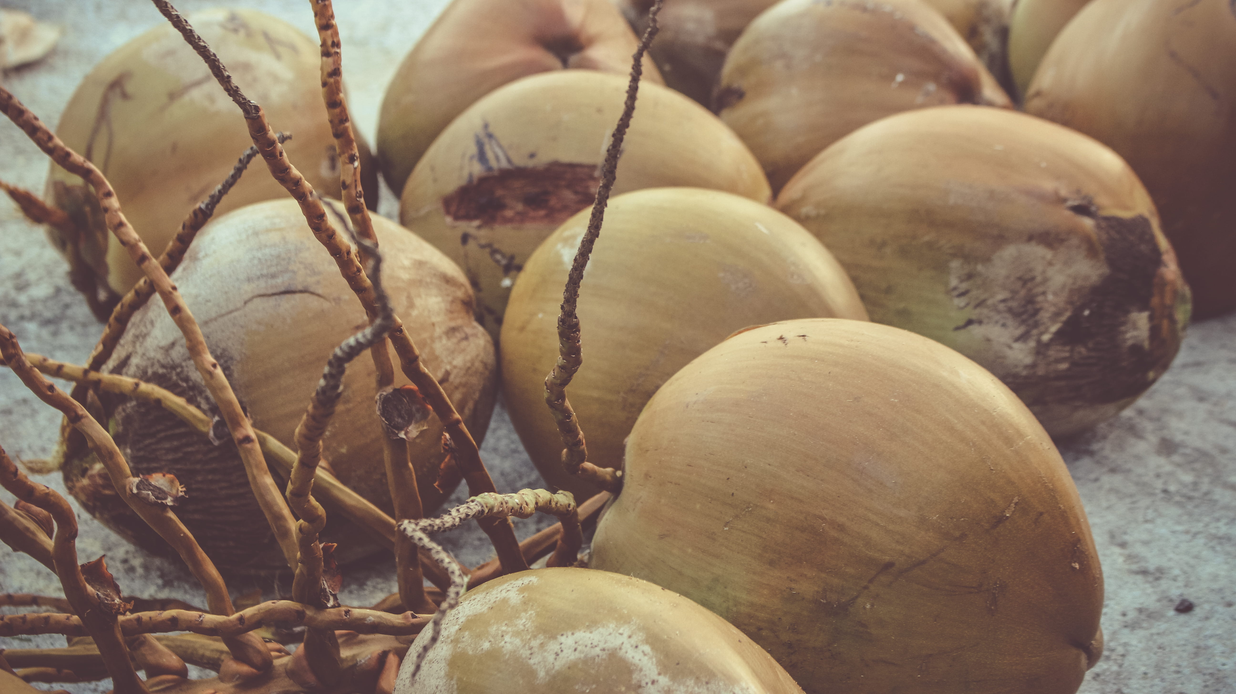 coconut, produce, focus on foreground, vegetable, burger, hedge, turtle, fence, box turtle, martinique, market, fruit, nut, melon, close-up, plant, food and drink, HD Wallpaper