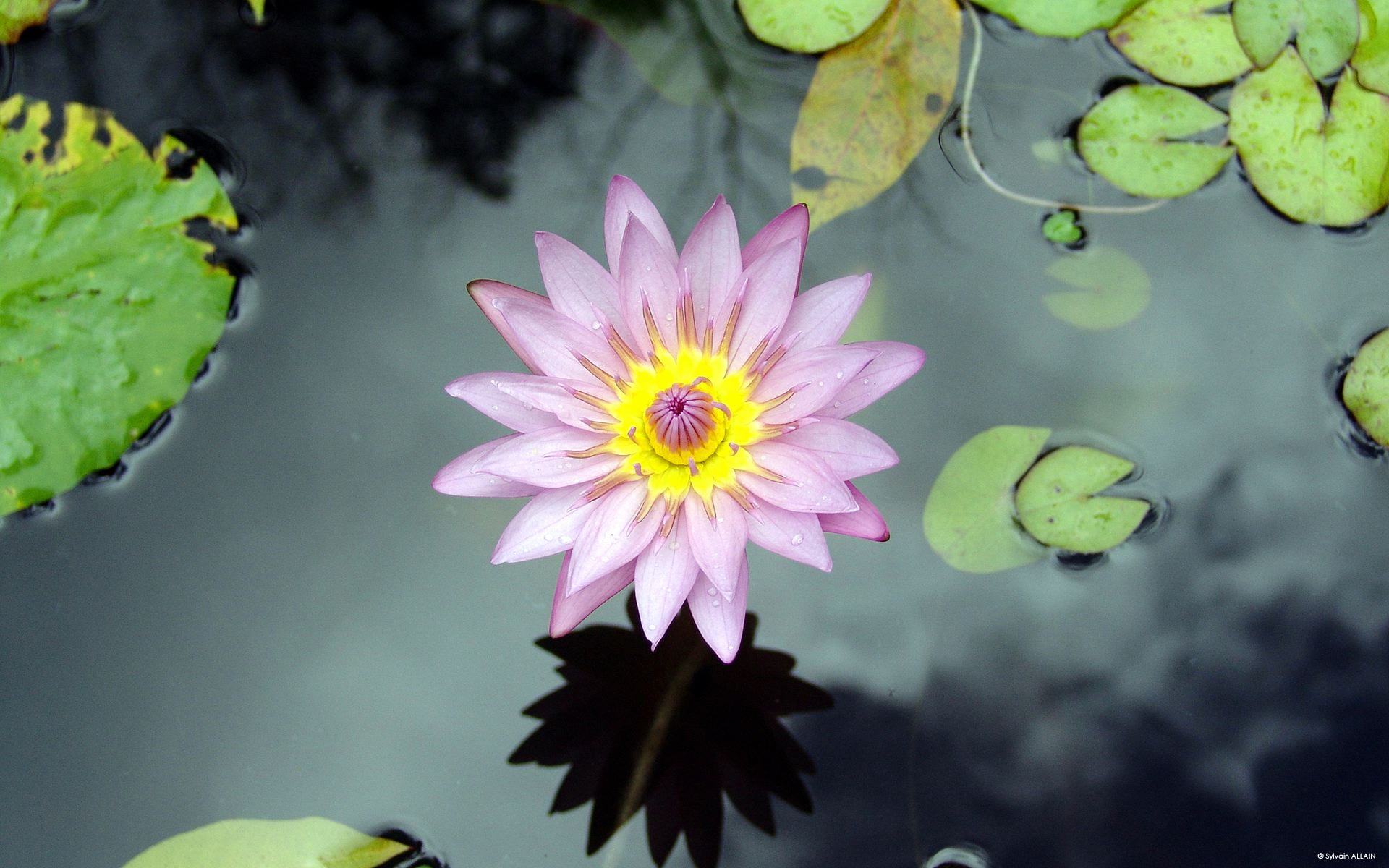 1080P, martinique, flower, HD Wallpaper