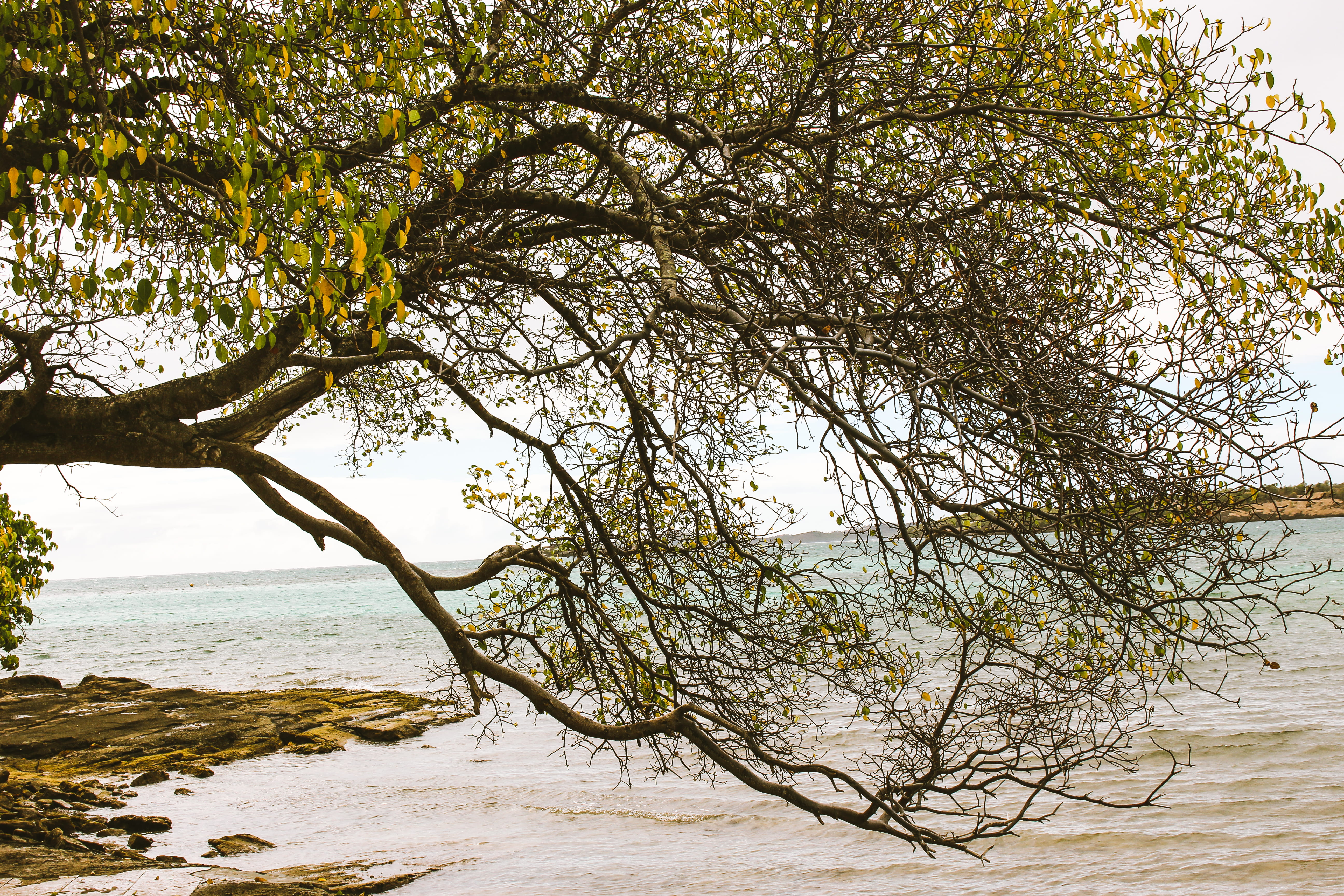 5K, flood, oak, outdoors, tranquil scene, martinique, sunlight, scenics - nature, ilet oscar, beauty in nature, no people, trunk, growth, handrail, ground, HD Wallpaper