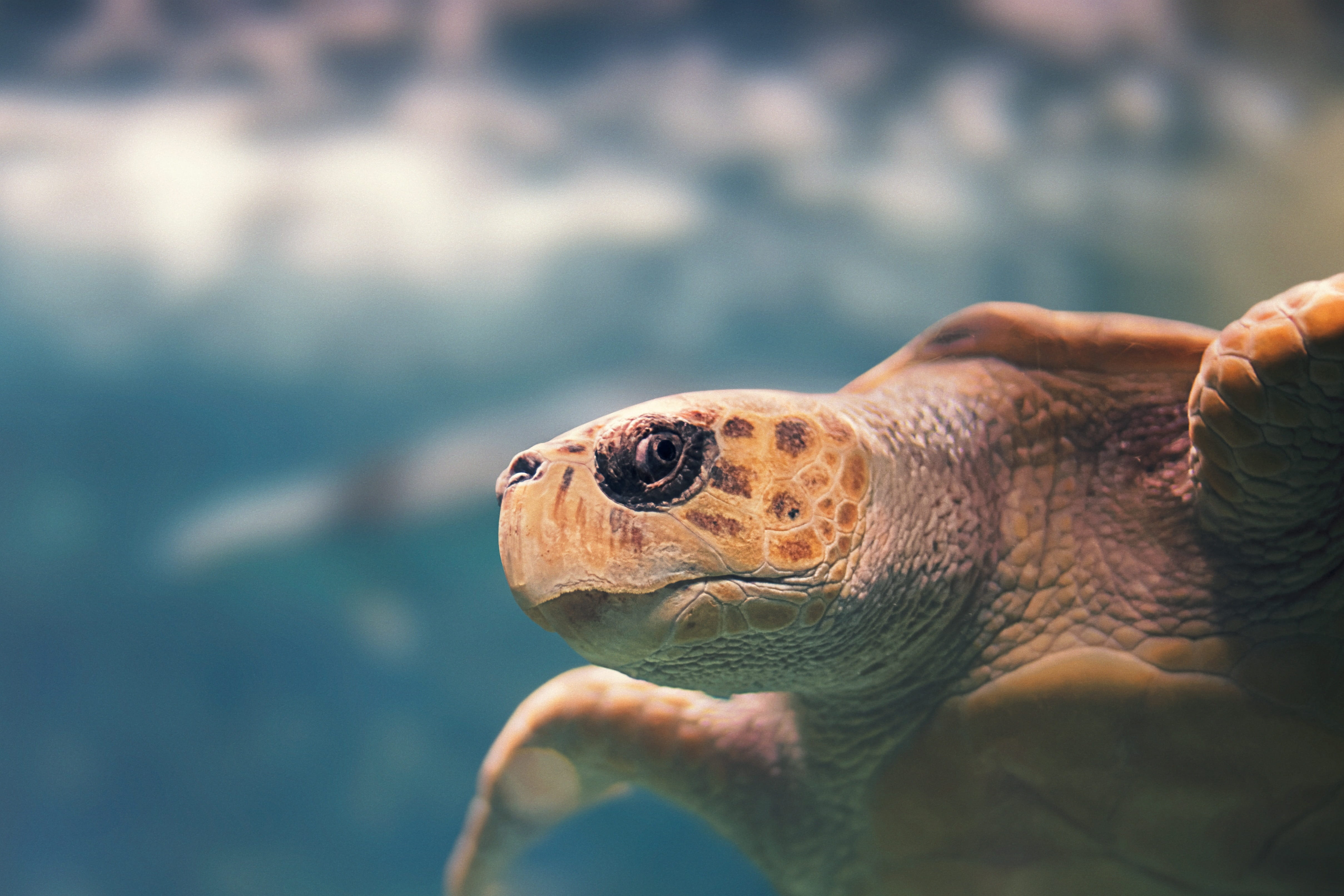 sea life, 4K, nature, human hand, marine, carapace, ocean, look, reptile, aquarium, water, oviparous, finger, human body part, martinique, one animal, HD Wallpaper