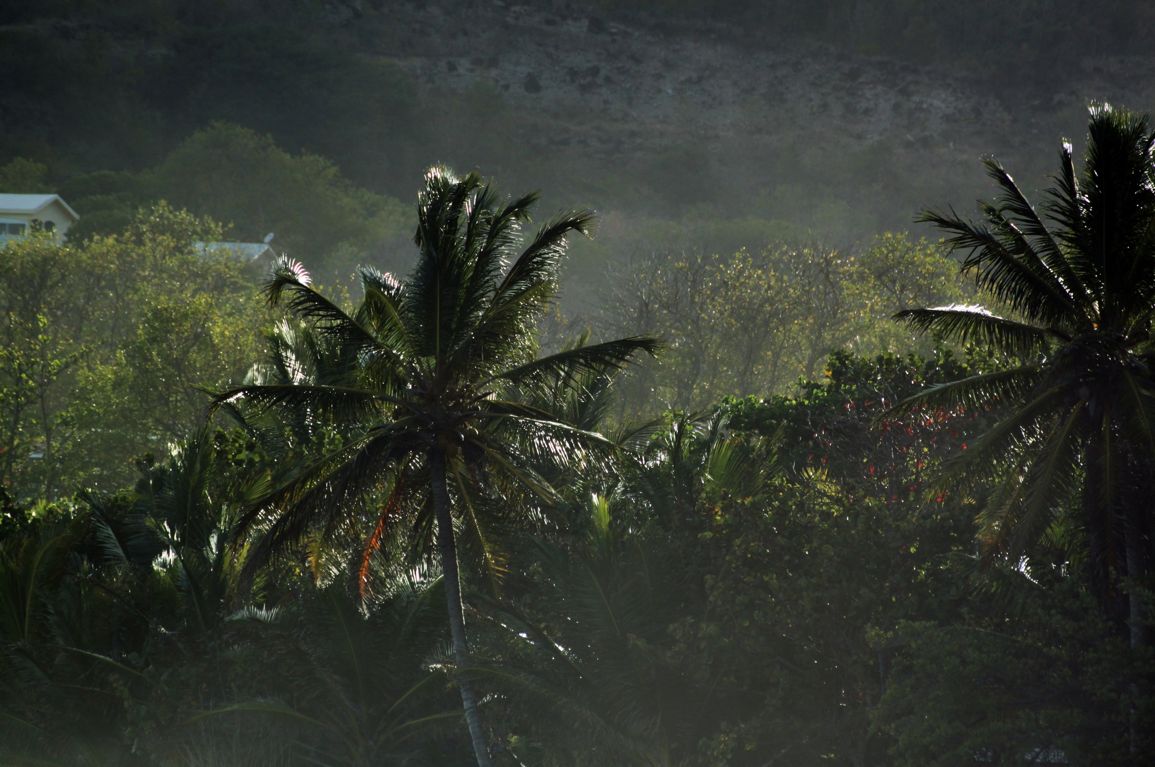 trees, scenics - nature, outdoors, green color, landscape, palm tree, palm, tropics, day, caribbean, environment, tree, beauty in nature, martinique, plant, HD Wallpaper