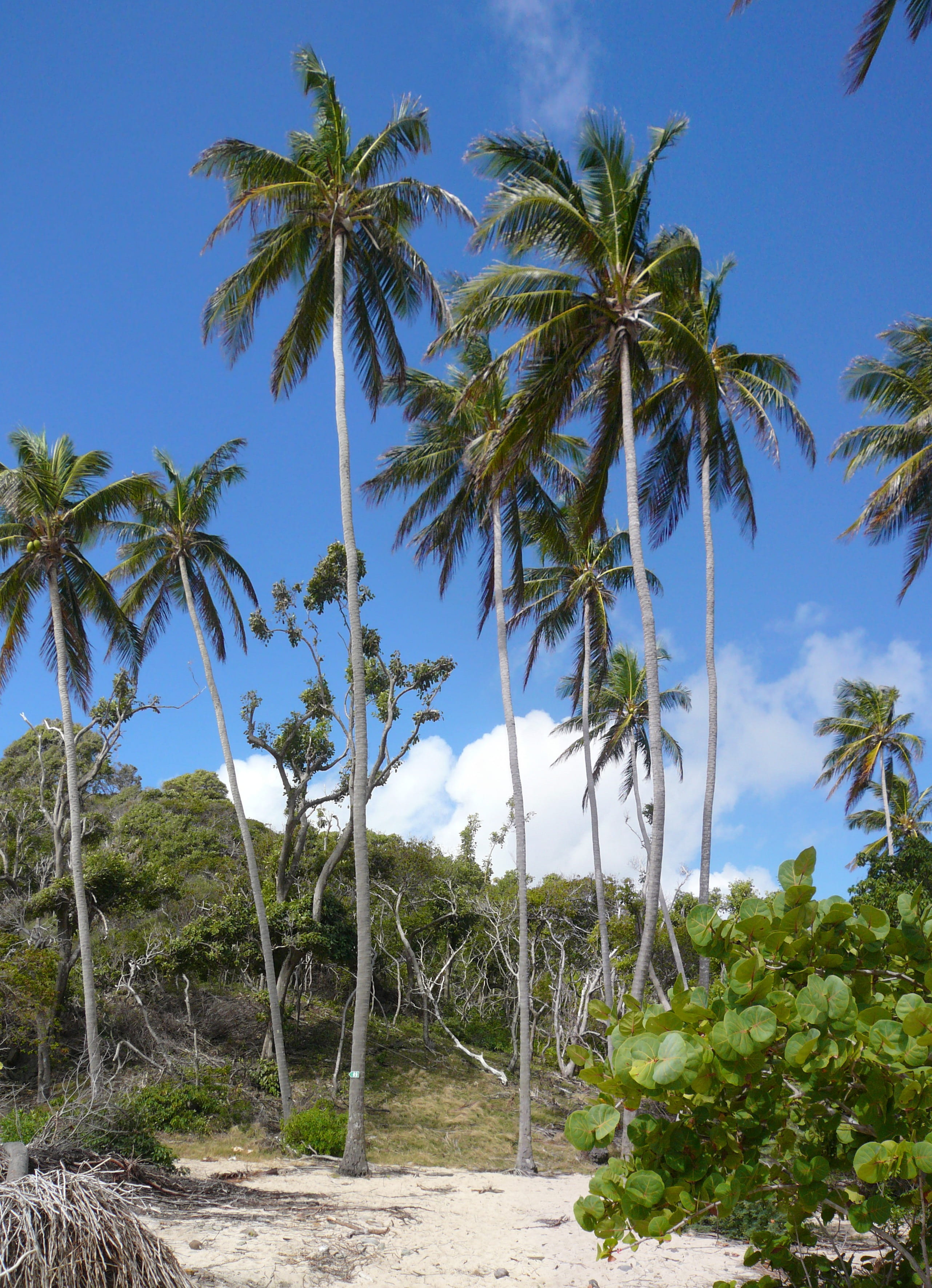 beauty in nature, day, coconut trees, environment, Nature, Martinique, non-urban scene, sky, growth, tree, coconut palm tree, Caribbean, scenics - nature, Phone HD Wallpaper