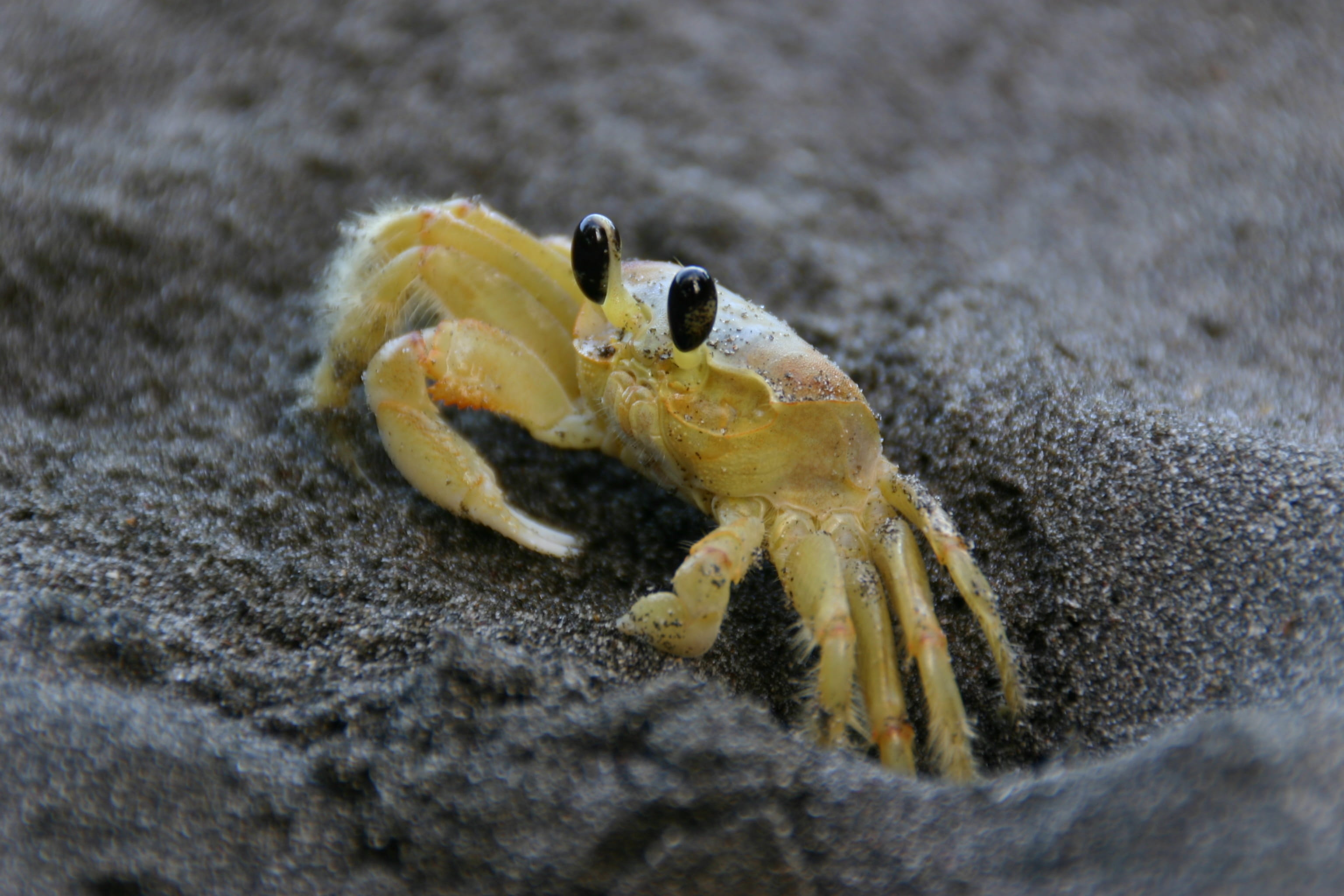 land, sea life, animal, no people, Crab, animals in the wild, outdoors, marine, sea, beach, animal themes, martinique, sand, animal body part, day, Beach, HD Wallpaper