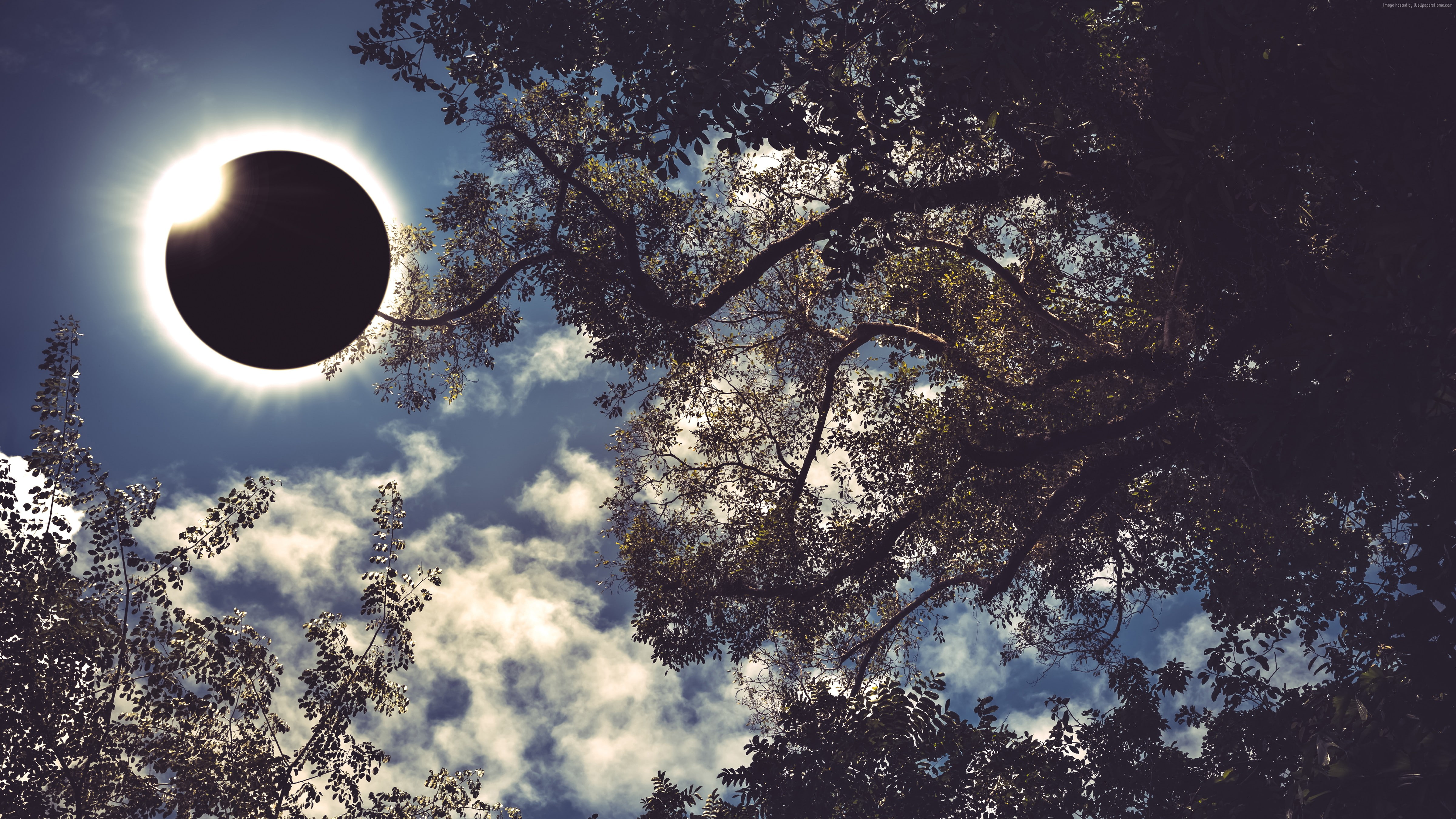 day, silhouette, no people, growth, 4k, moon, outdoors, Great American eclipse, beauty in nature, nature, sunlight, full moon, scenics - nature, plant, HD Wallpaper