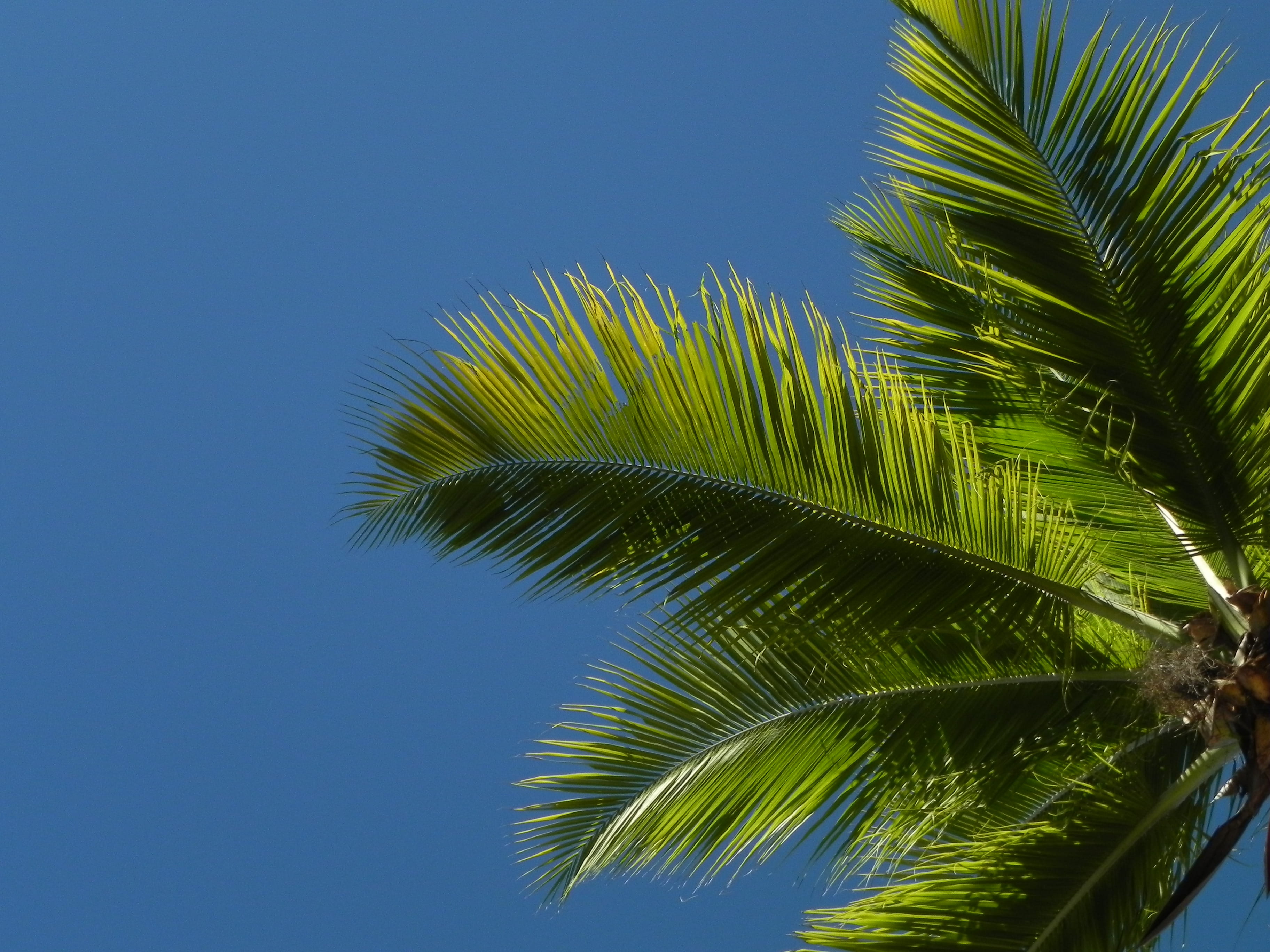 2K, day, plant, beauty in nature, green color, no people, outdoors, plant part, coqueiro, palm leaf, sky, growth, low angle view, céu azul, nature, frond, HD Wallpaper
