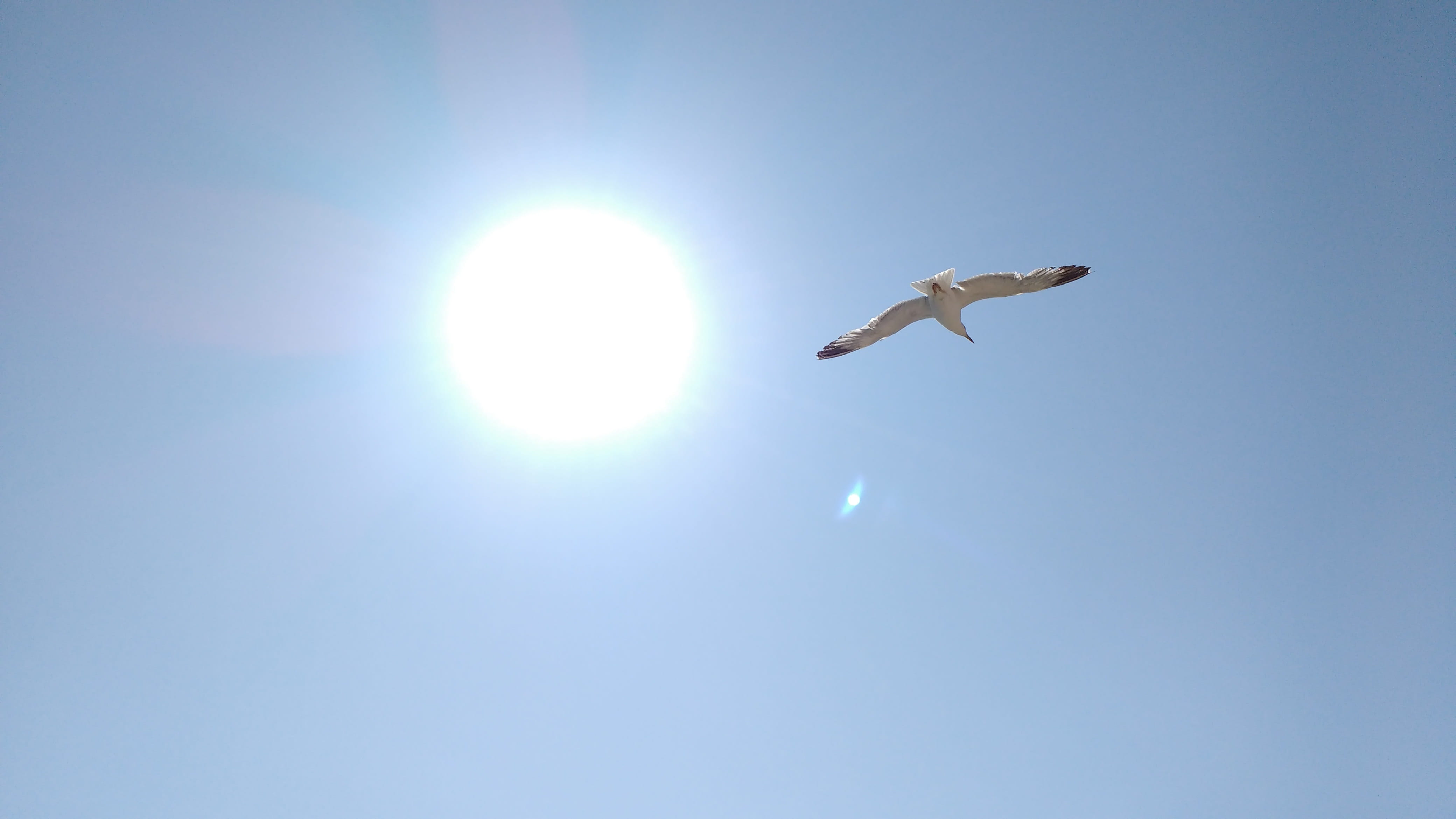 pássaro, voar, animal wildlife, sol, gaivota, vertebrate, céu azul, low angle view, 4K, day, sunny, bird, portugal, clear sky, brightly lit, no people, HD Wallpaper