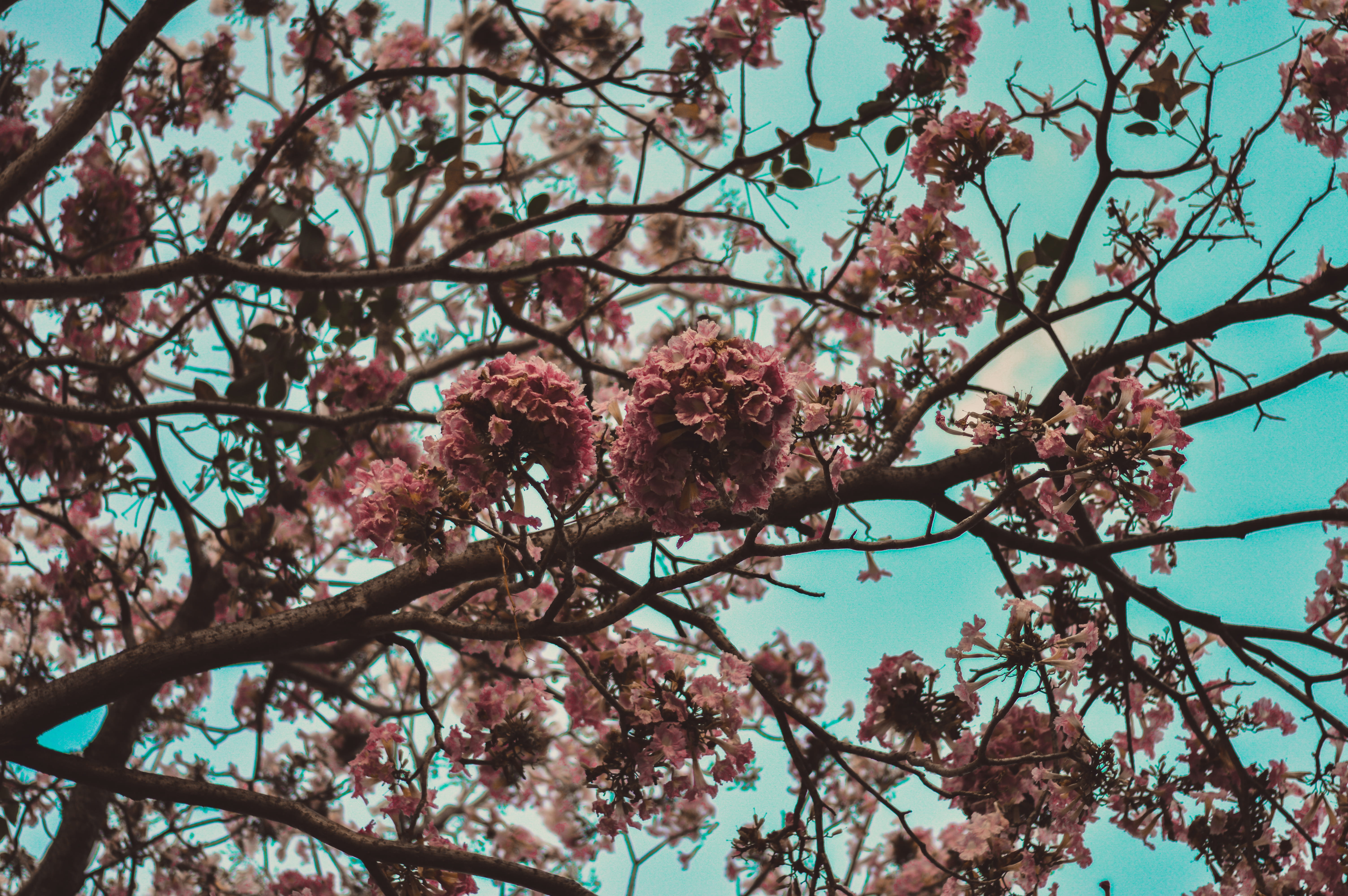 fragility, plant, cherry blossom, nature, céu, growth, nuvens, vulnerability, hortolândia, springtime, azul, freshness, branch, àrvore, blossom, flores, HD Wallpaper