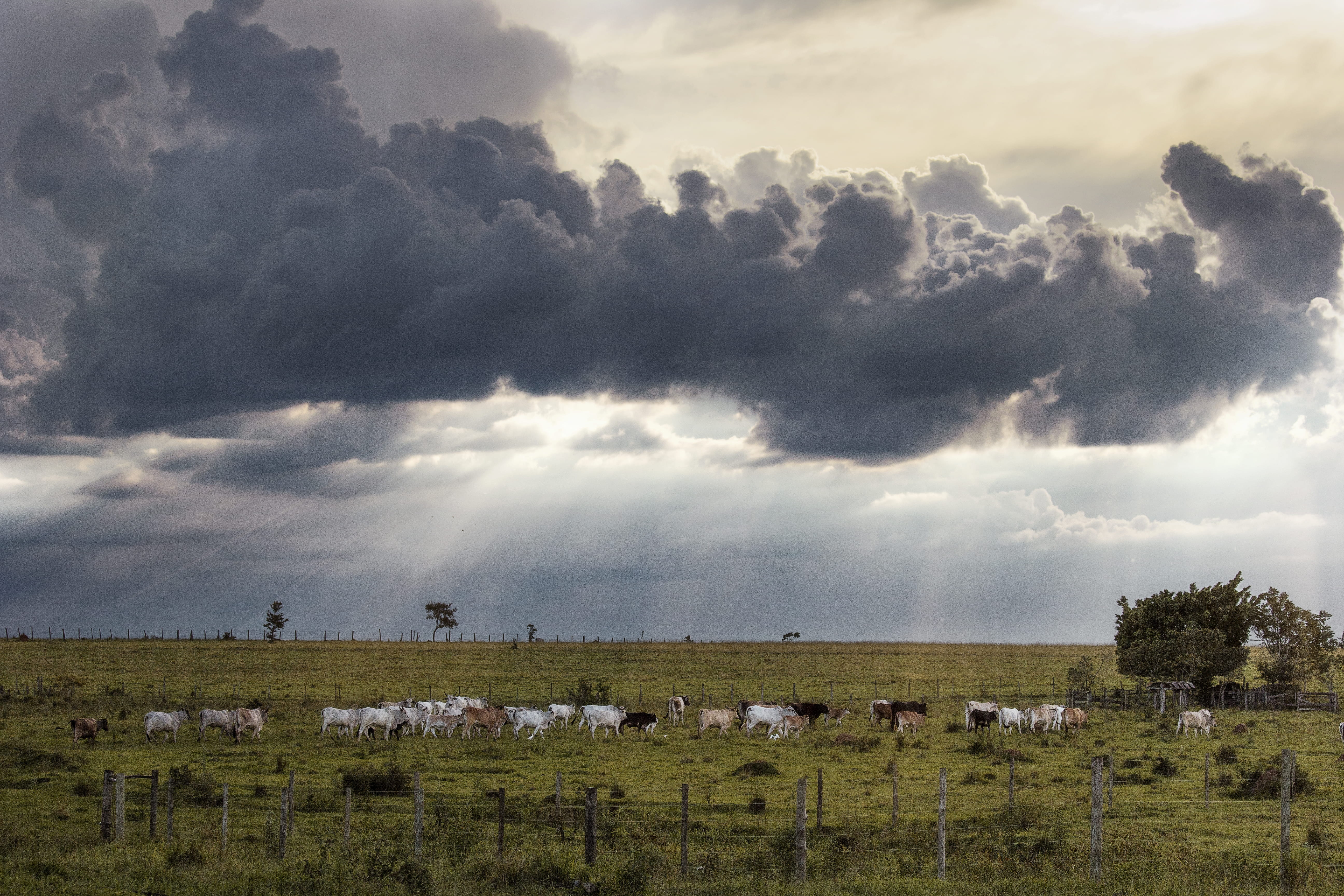 cloud - sky, plant, sky, brazil, domestic, environment, vaca, scenics - nature, nature, field, pereiras, céu, vertebrate, domestic animals, outdoors, cloudscape, HD Wallpaper
