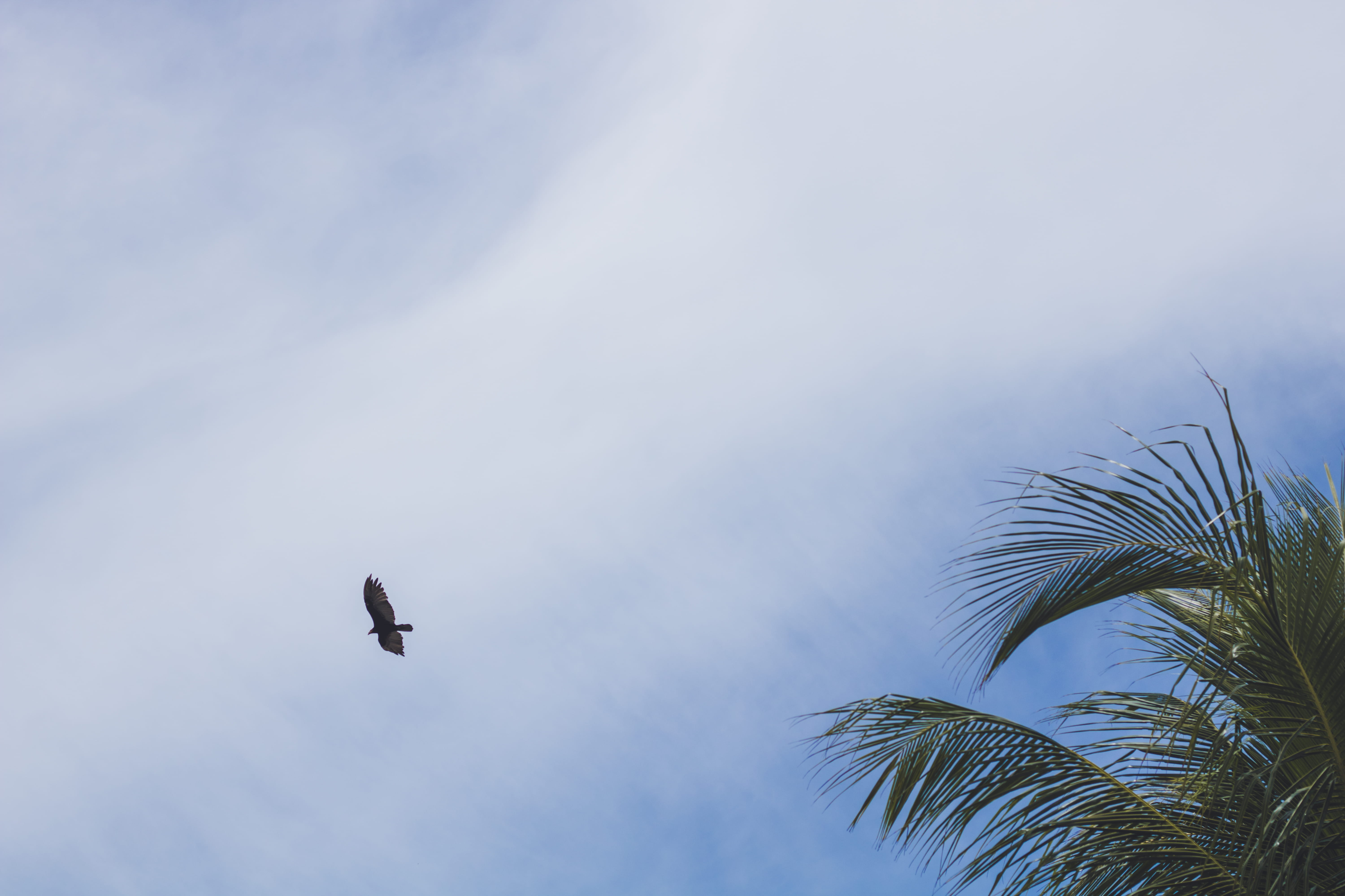brazil, coco, cloud - sky, america latina, day, dodo, palm leaf, blue, low angle view, pássaro, animal wildlife, no people, coqueiro, one animal, tropical, HD Wallpaper