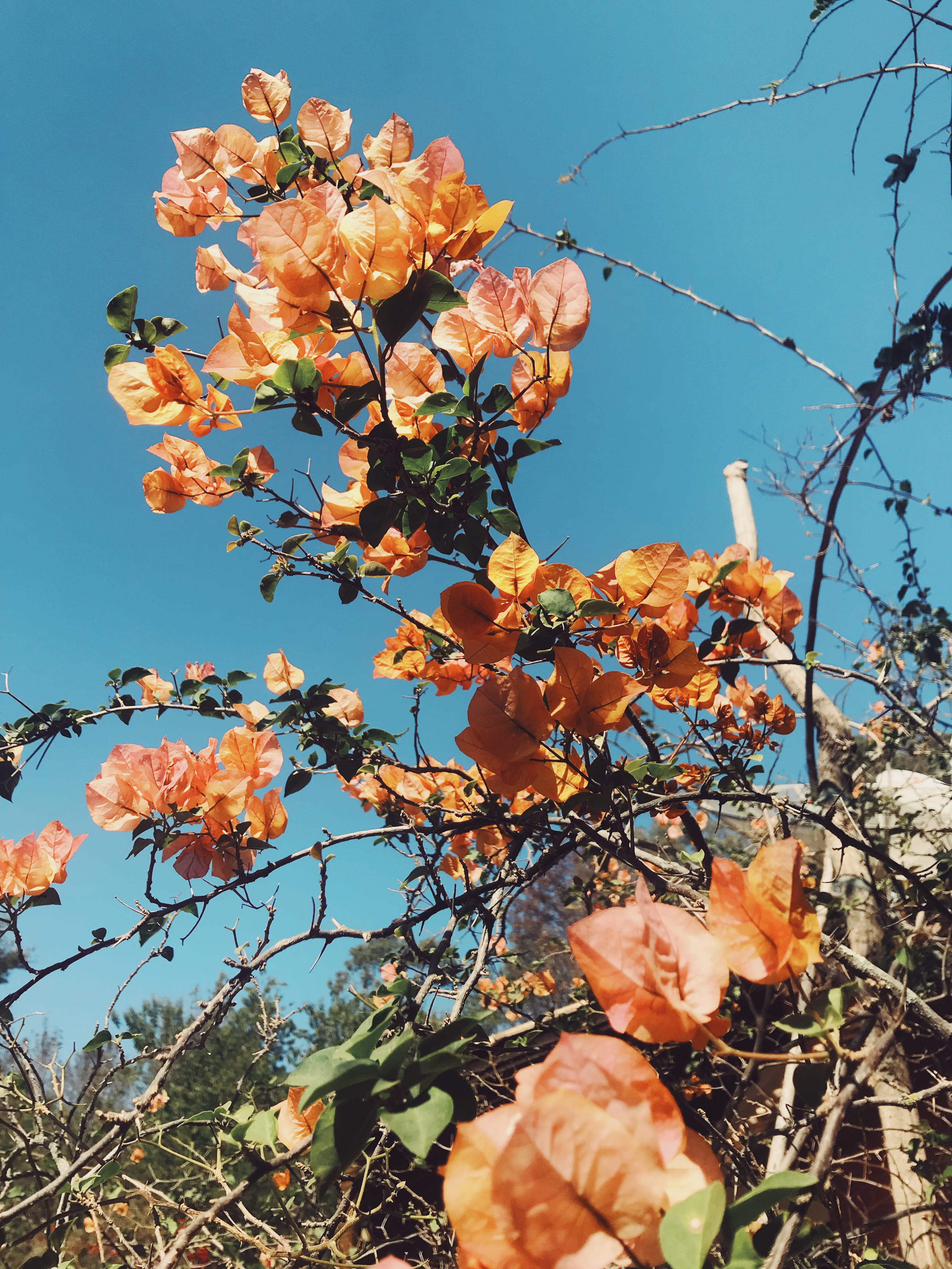 flower, close-up, flower head, low angle view, amarelo, interior, tree, 4K, fragility, orange color, blue, growth, yellow, campo, vulnerability, branch, Phone HD Wallpaper