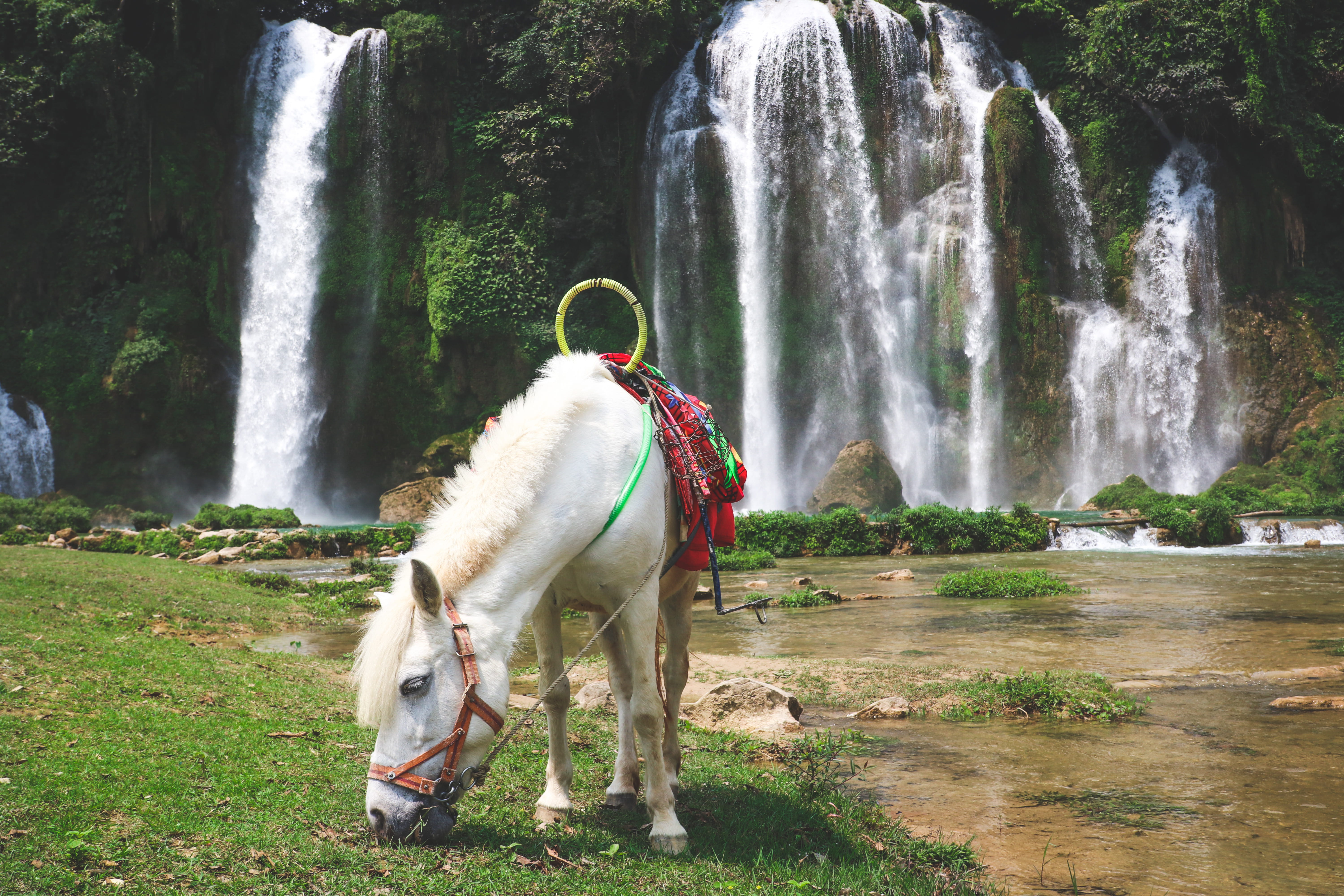 ban gioc waterfall, herbivorous, flowing water, waterfall, animal wildlife, vietnam, motion, domestic animals, animal themes, 5K, rocks, fairy falls, horse, HD Wallpaper