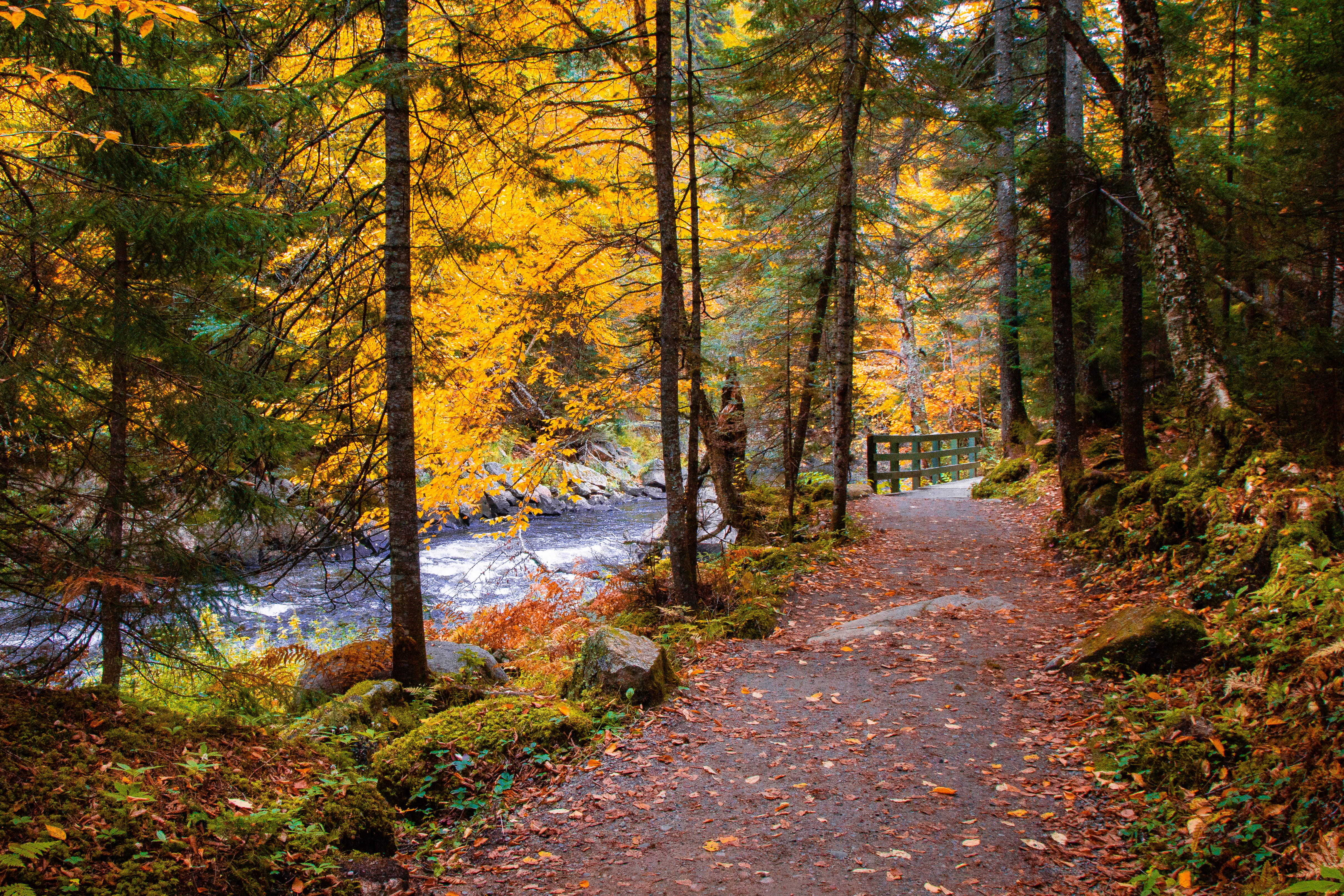 woodland, day, non-urban scene, outdoors, beauty in nature, mont tremblant, la chute du diable, plant, land, nature, direction, tree, canada, change, autumn, HD Wallpaper