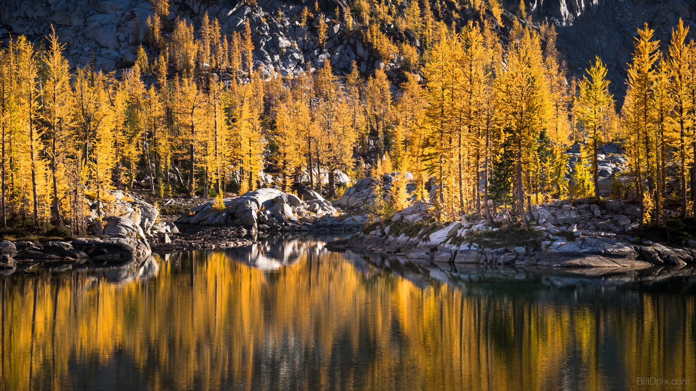 1080P, nature, water, trees, yellow, beauty In Nature, Larch, Reflection, scenics, forest, washington, woodland, autumn, landscape, tree, light, gold, HD Wallpaper