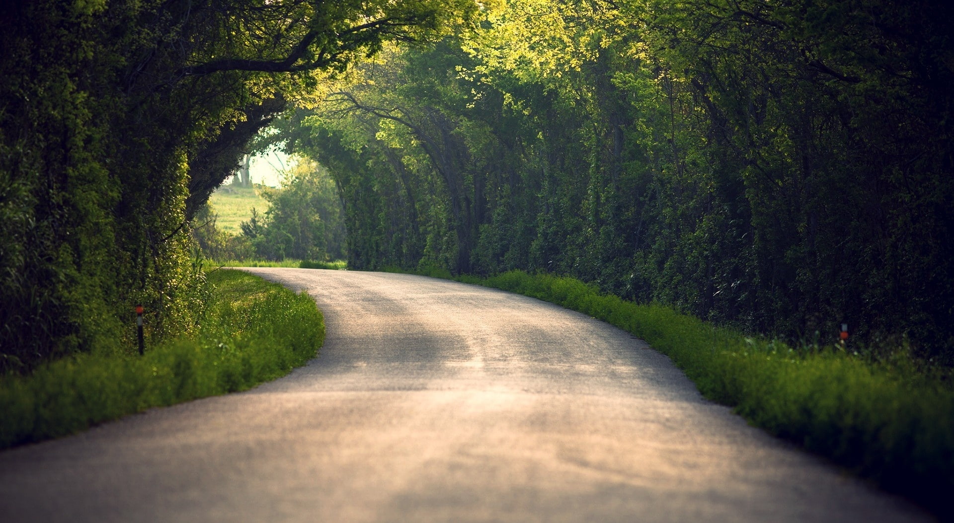 the way forward, Summer, day, growth, gray, outdoors, curve, tranquil scene, treelined, transportation, Archway, plant, woodland, Tree, Trees, scenics - nature, HD Wallpaper