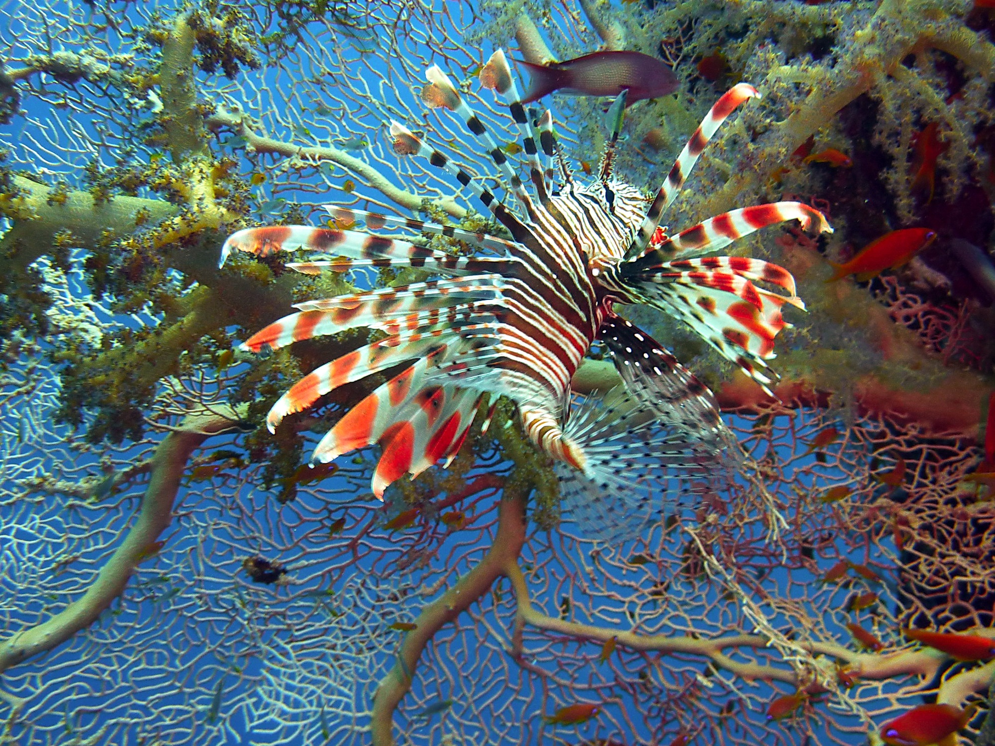 large group of animals, nature, water, animal themes, diving, white, lionfish, colorful, blue, group of animals, marine, underwater world, 1080P, wildlife, HD Wallpaper