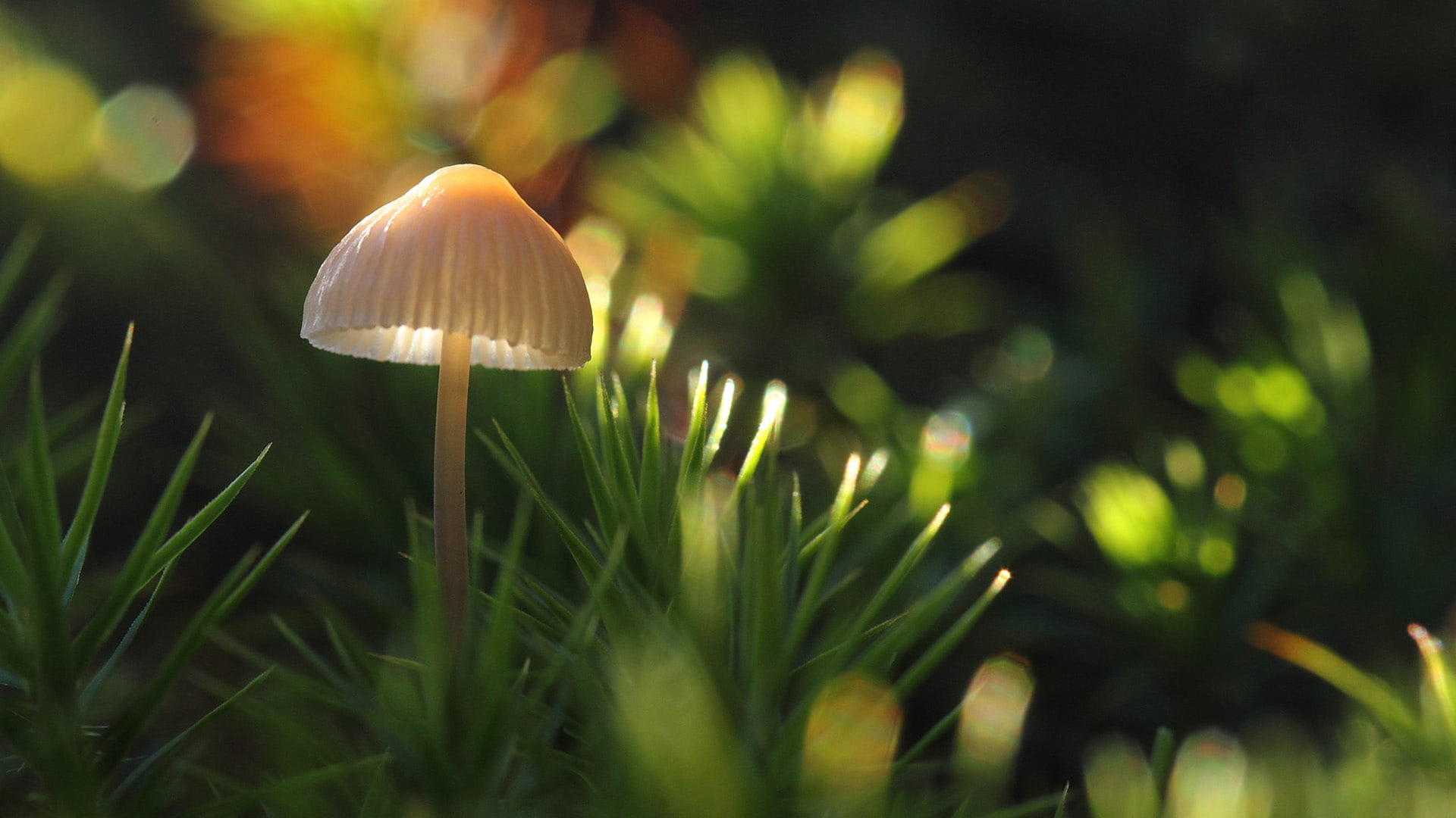 1080P, macro, mushroom, fungus, nature, hd, white, HD Wallpaper