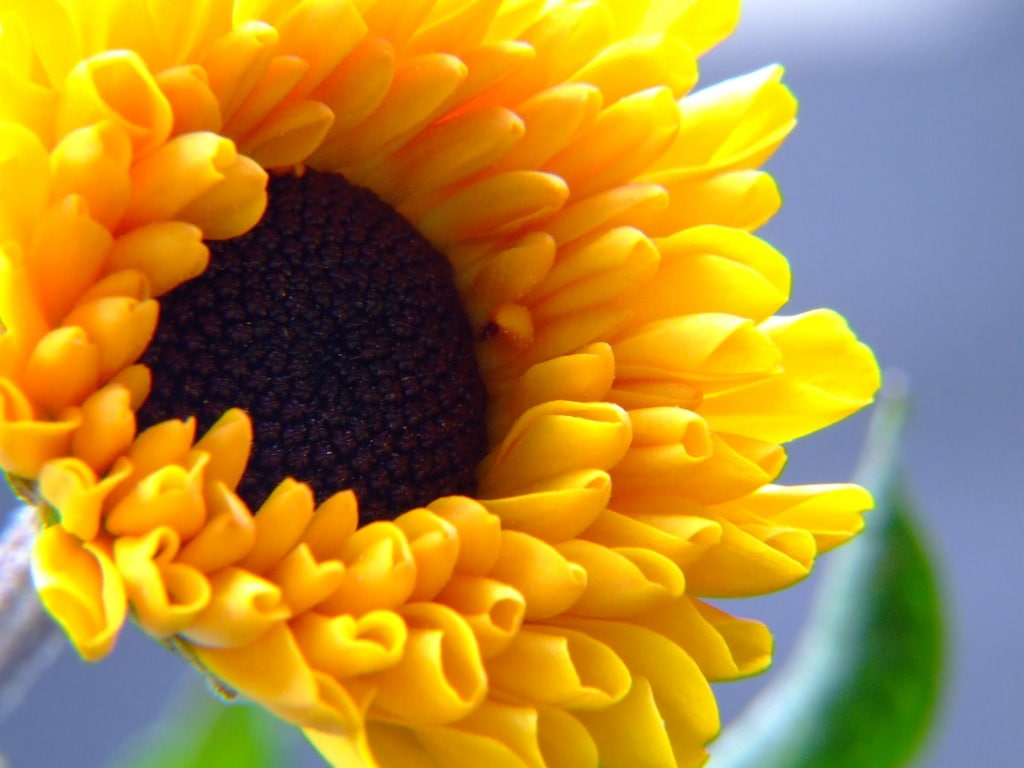 480P, summer, HD, nature, high defintion, flowers, flower, art, sun, beautiful, HD Wallpaper