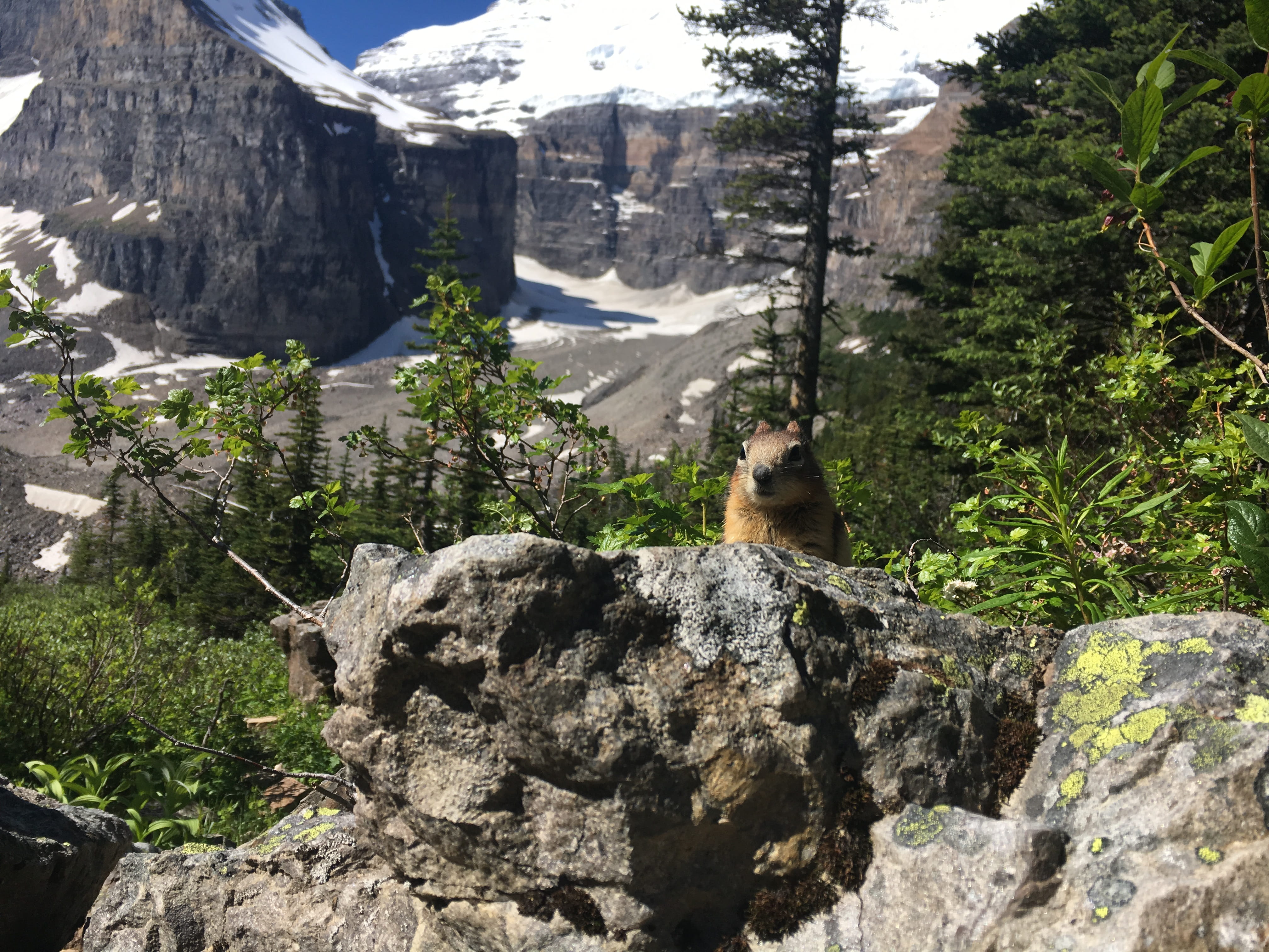 day, improvement district no. 9, beauty in nature, animal wildlife, rock - object, alberta, banff, one animal, canada, banff national park, domestic animals, HD Wallpaper