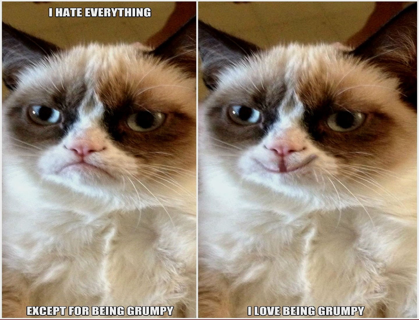 cat, 720P, funny, humor, quote, meme, grumpy, HD Wallpaper