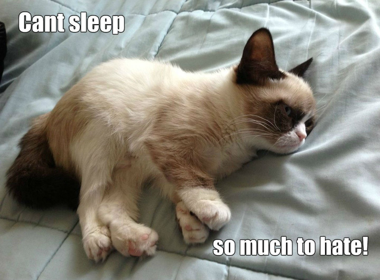 text, 28, meme, mammal, one animal, pets, vertebrate, indoors, animal, relaxation, domestic animals, furniture, animal themes, funny, cat, humor, whisker, HD Wallpaper
